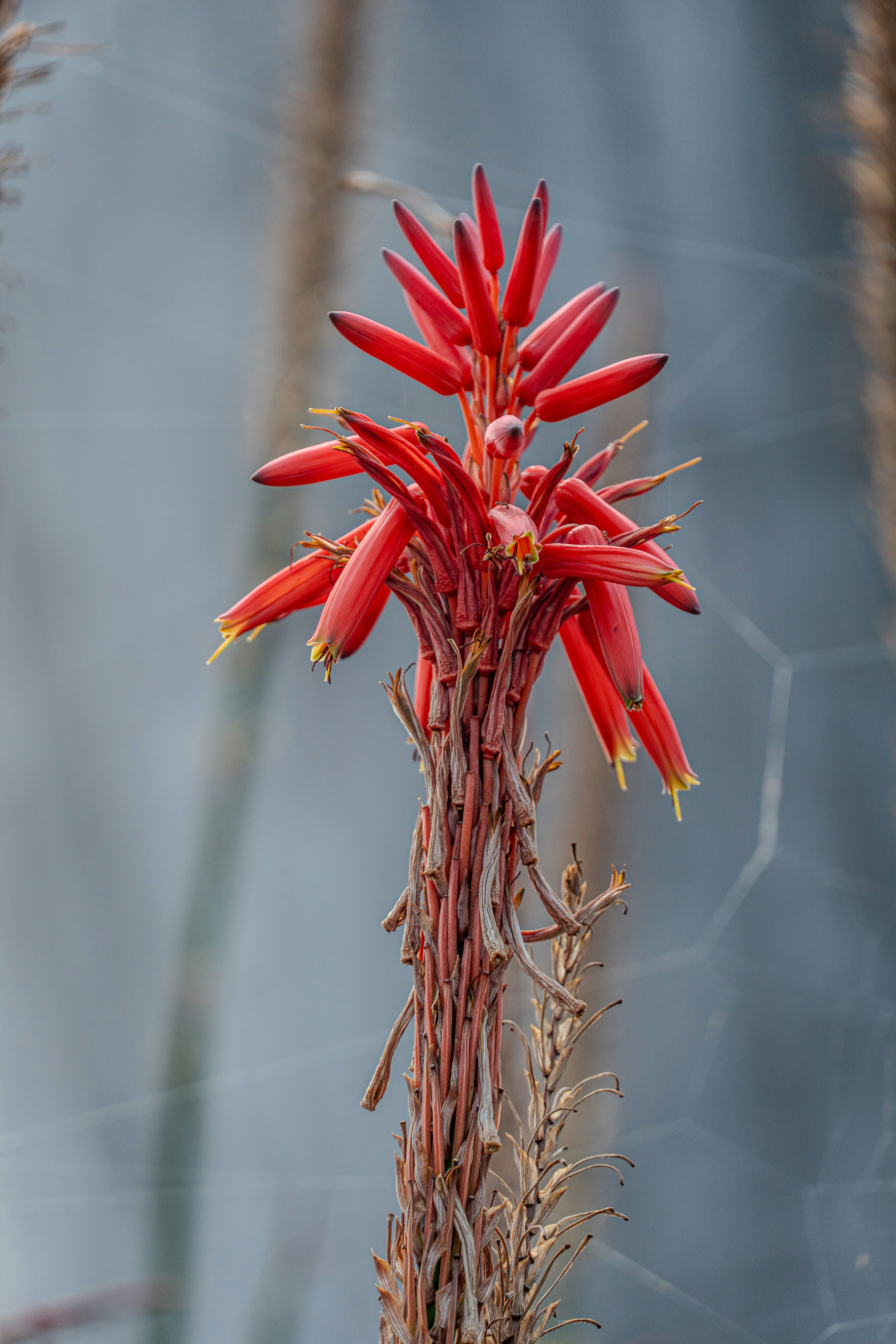 A vibrant red aloe vera flower stalk with delicate blooms.