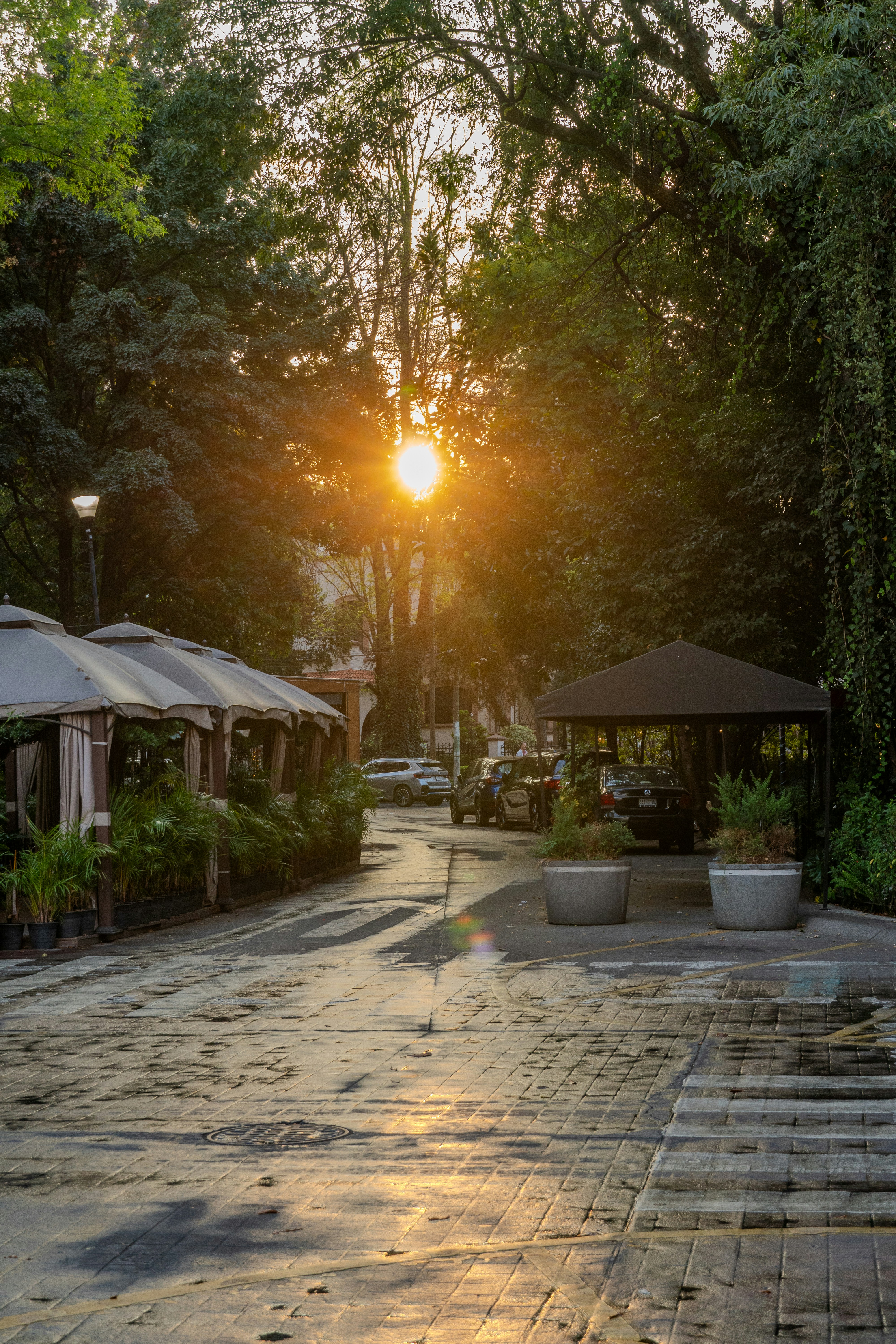 Sunlight streams through trees onto a wet path.