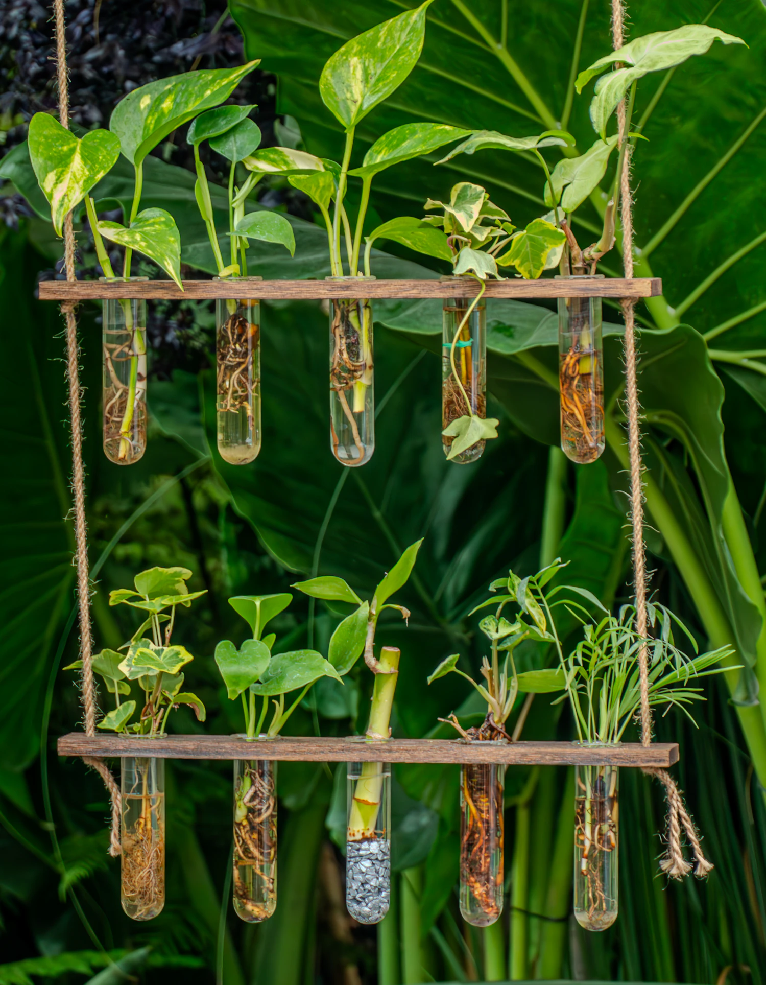 Cuttings rooting in glass tubes on a hanging wooden rack