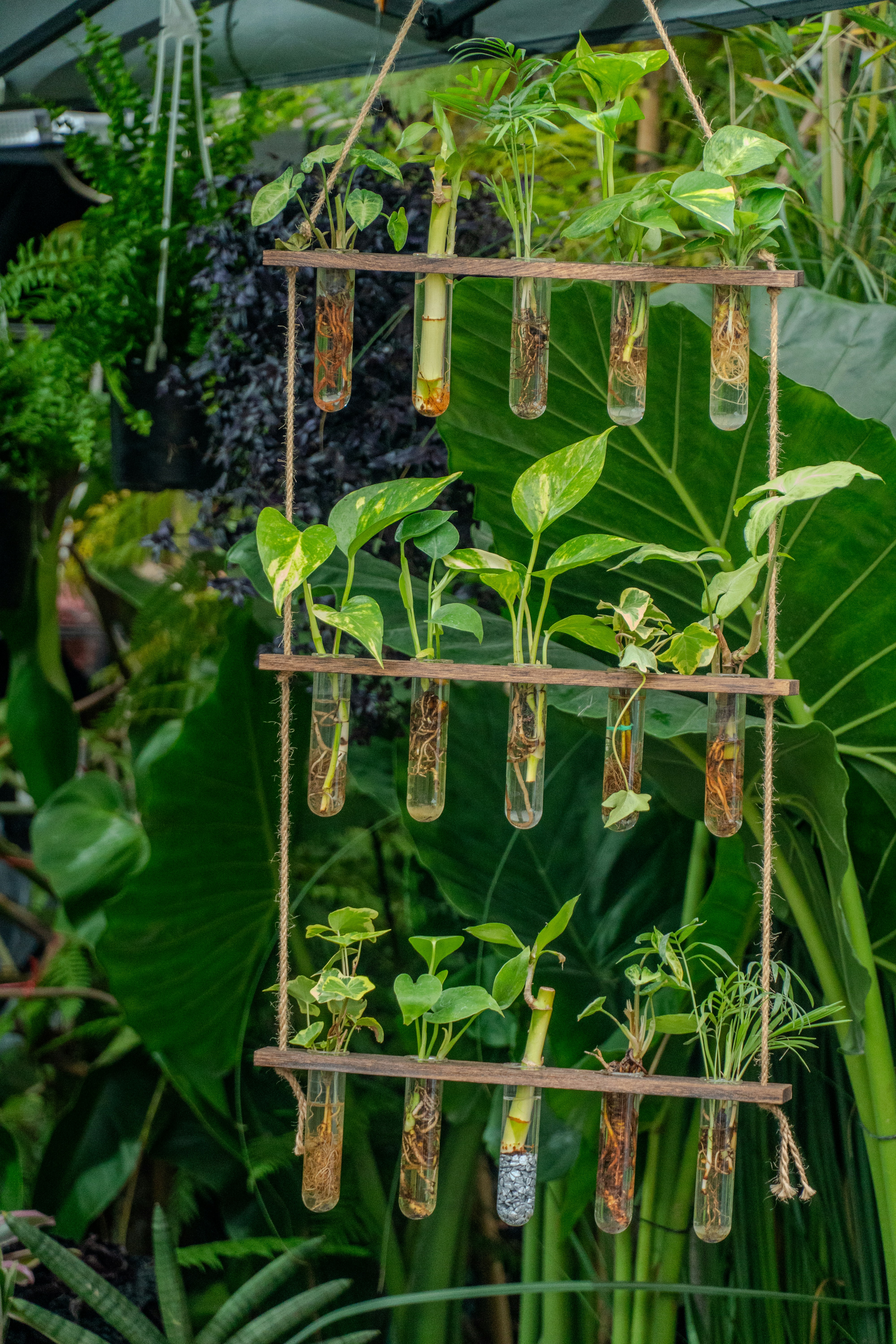 Plants growing in test tubes on a wooden rack.
