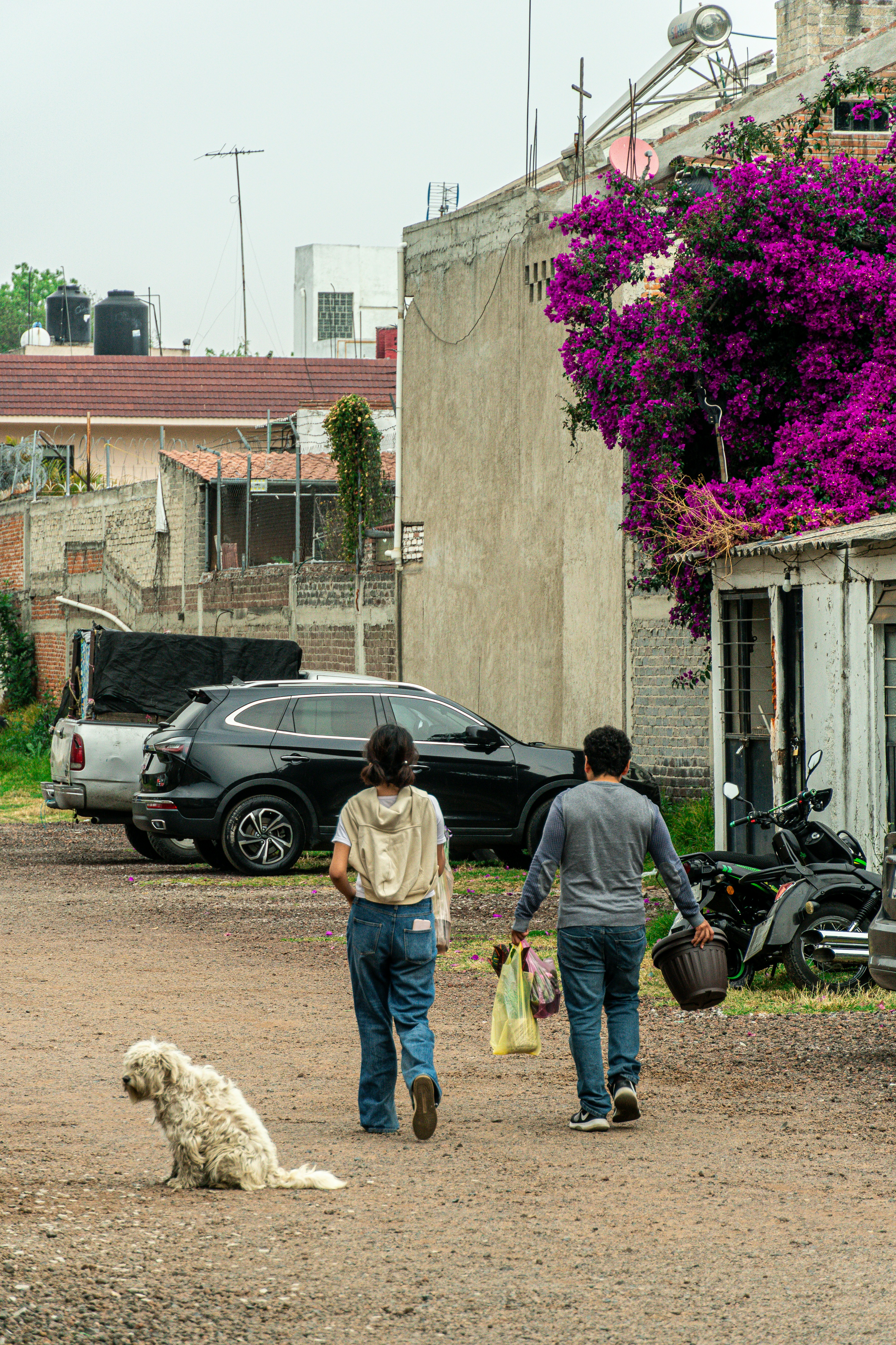 Two people walk with a dog and groceries.