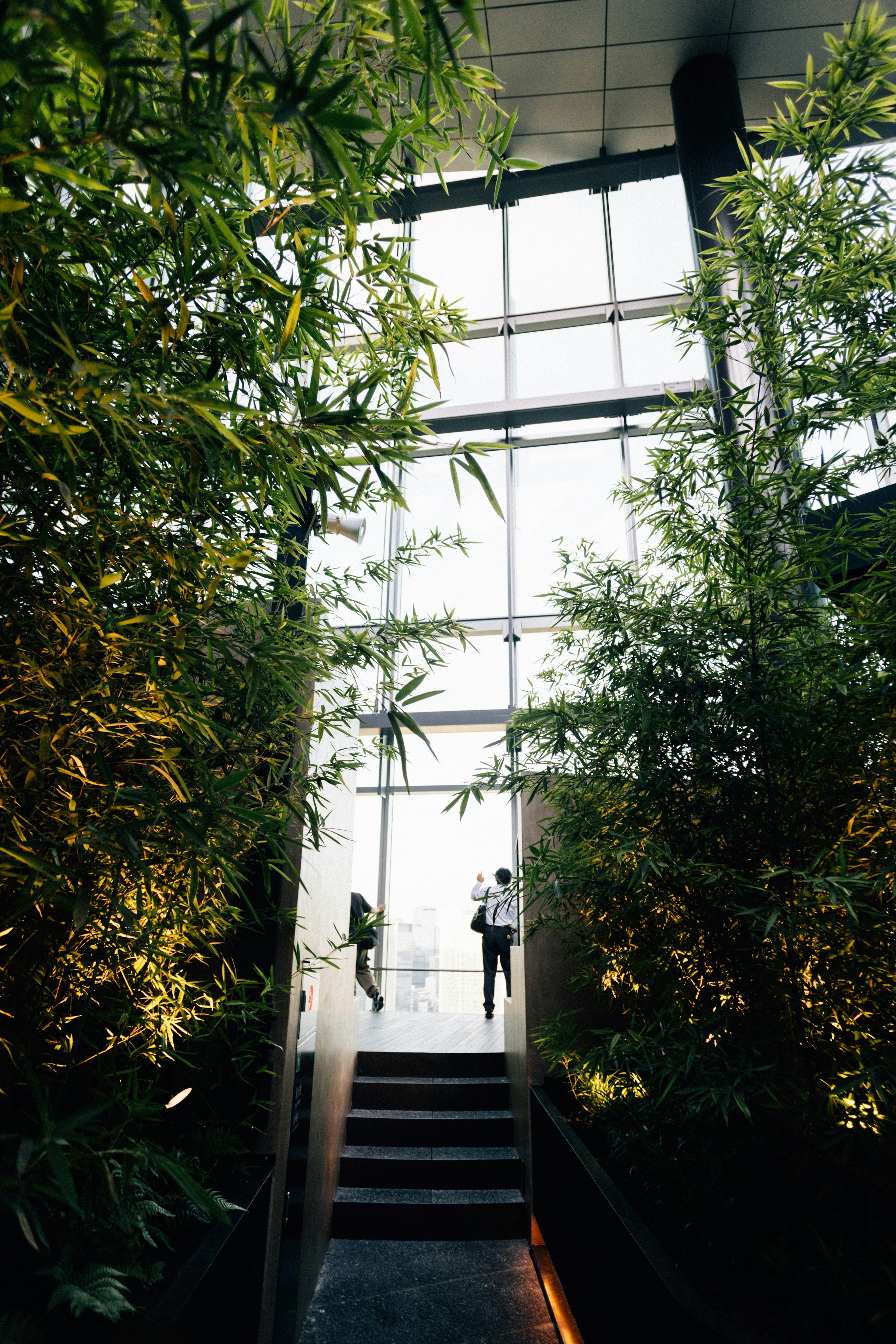 Bamboo plants flank stairs leading to bright modern building entrance