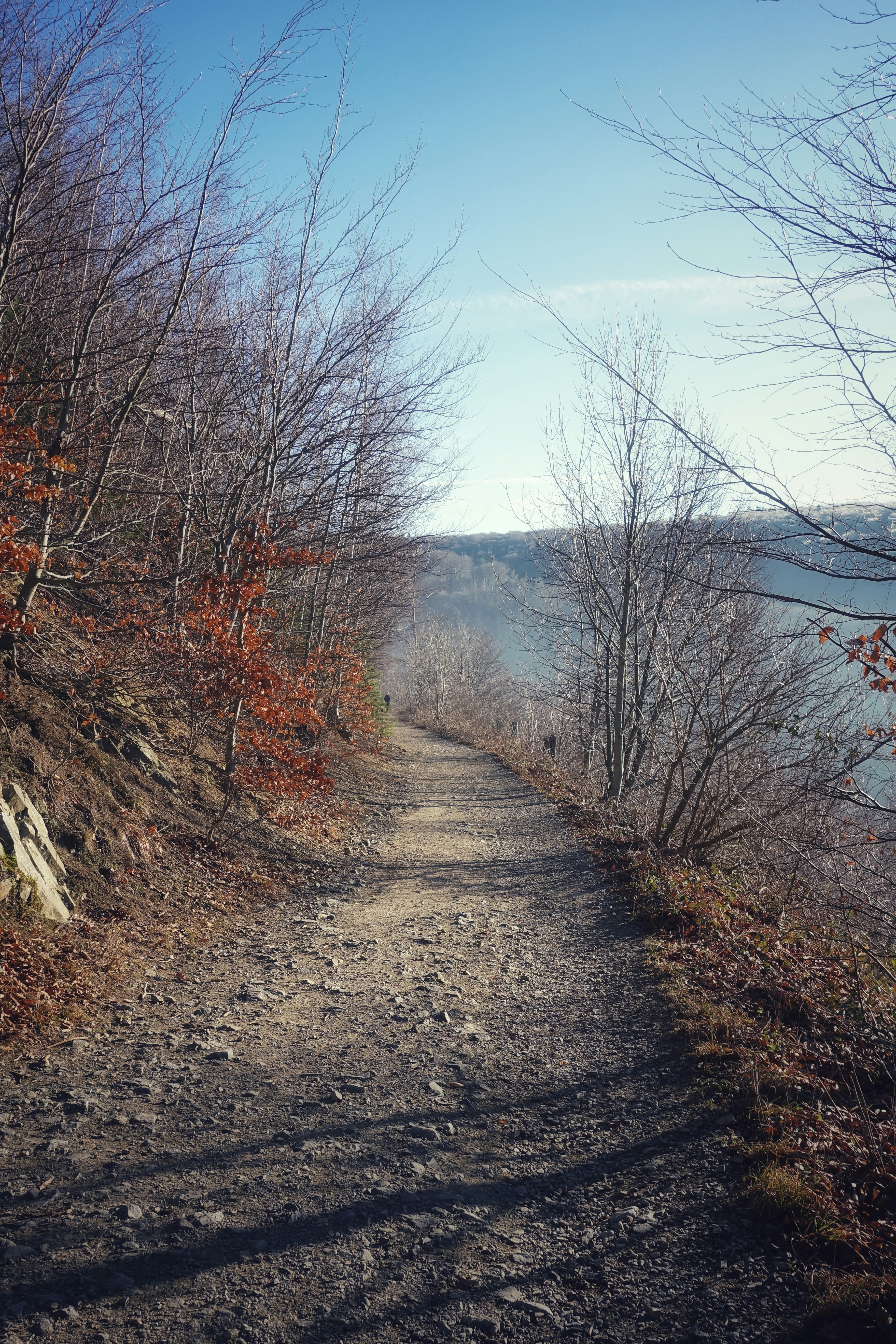 A dirt path winds through bare trees by a lake.