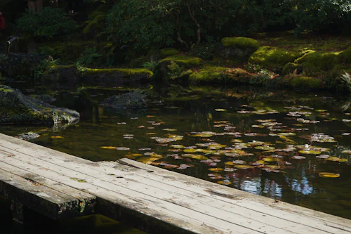 Étang avec nénuphars — NaturiaGo