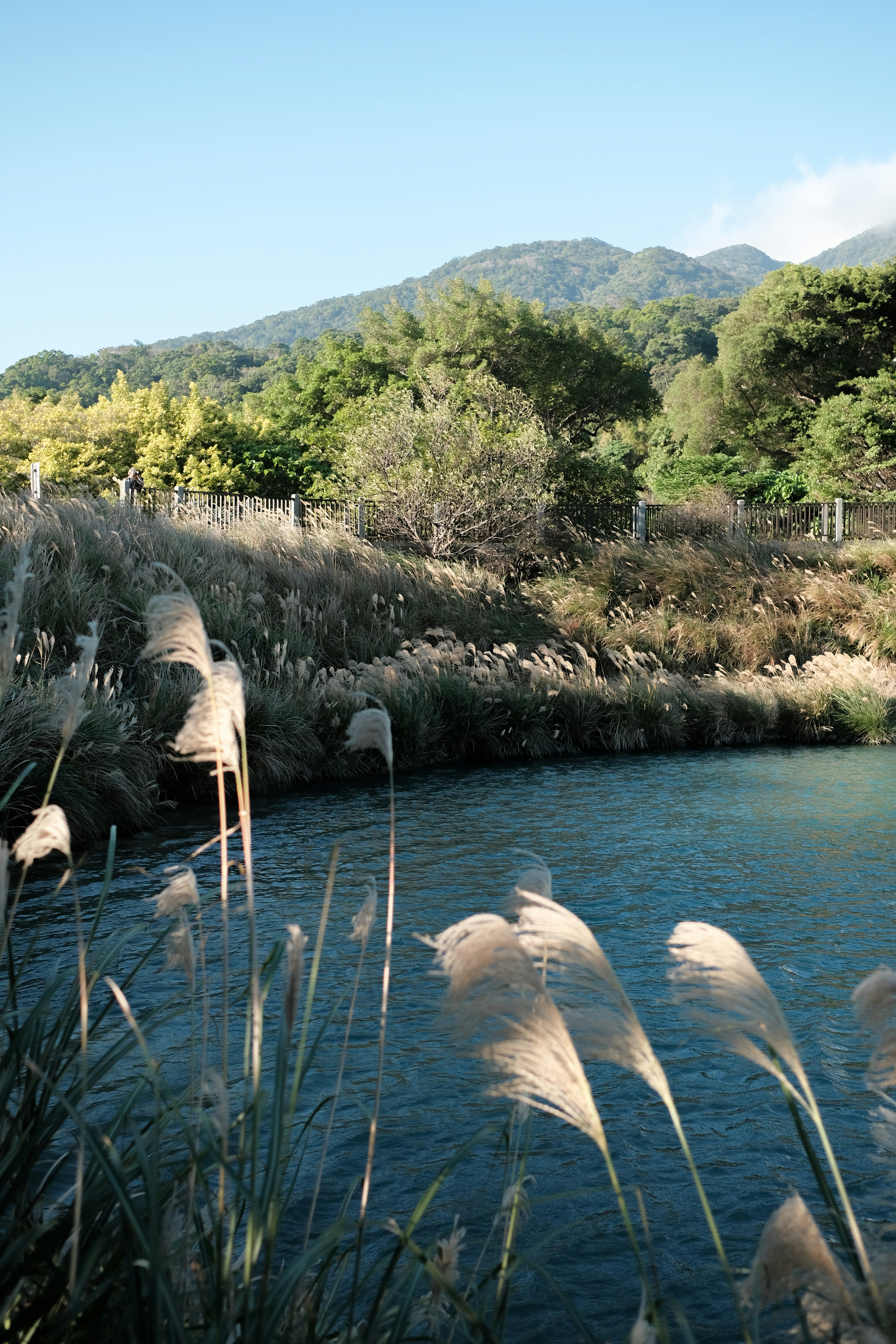 Tall grasses sway by a blue lake with mountains beyond.