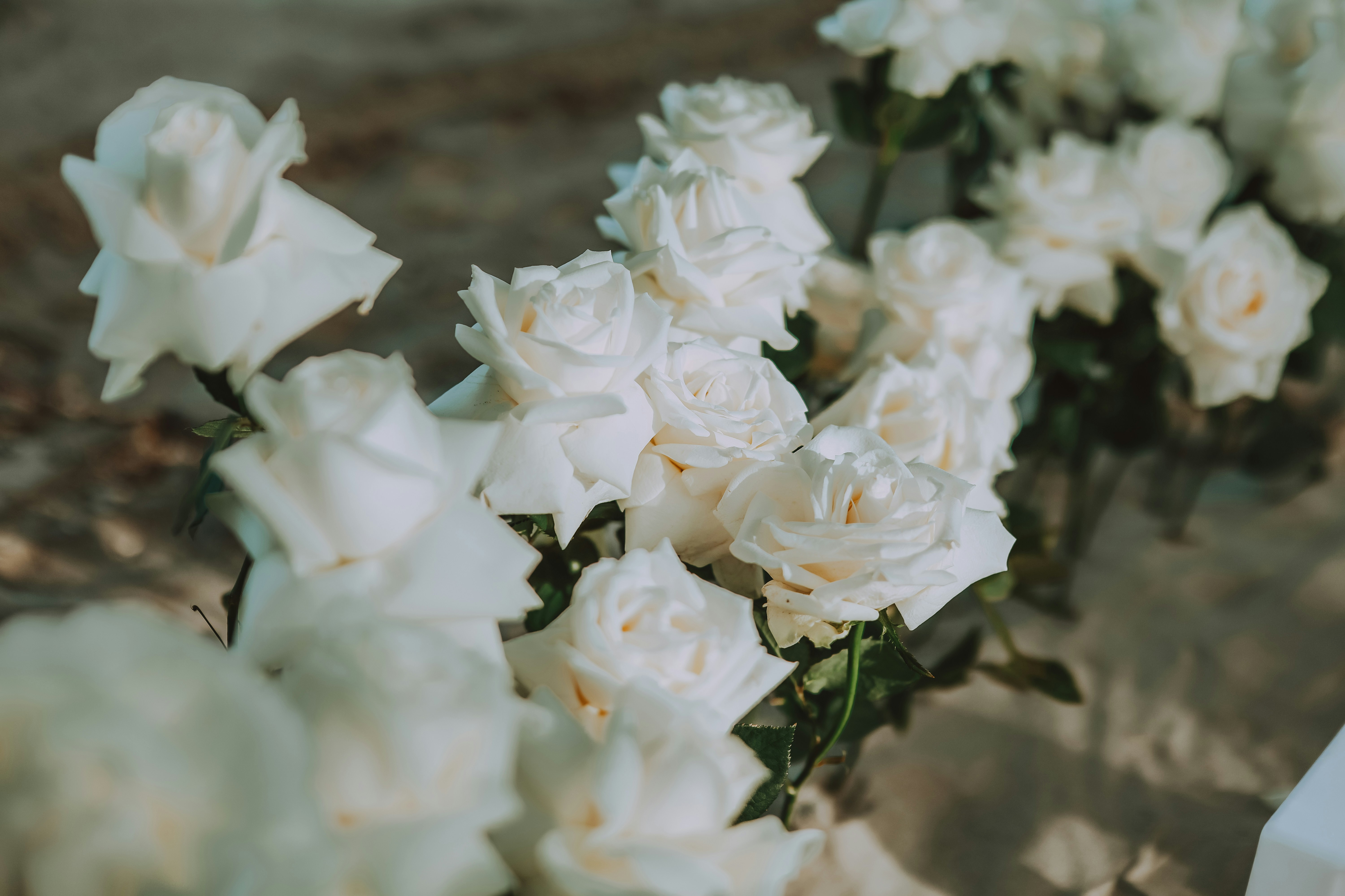 Photo by hoianphotographer