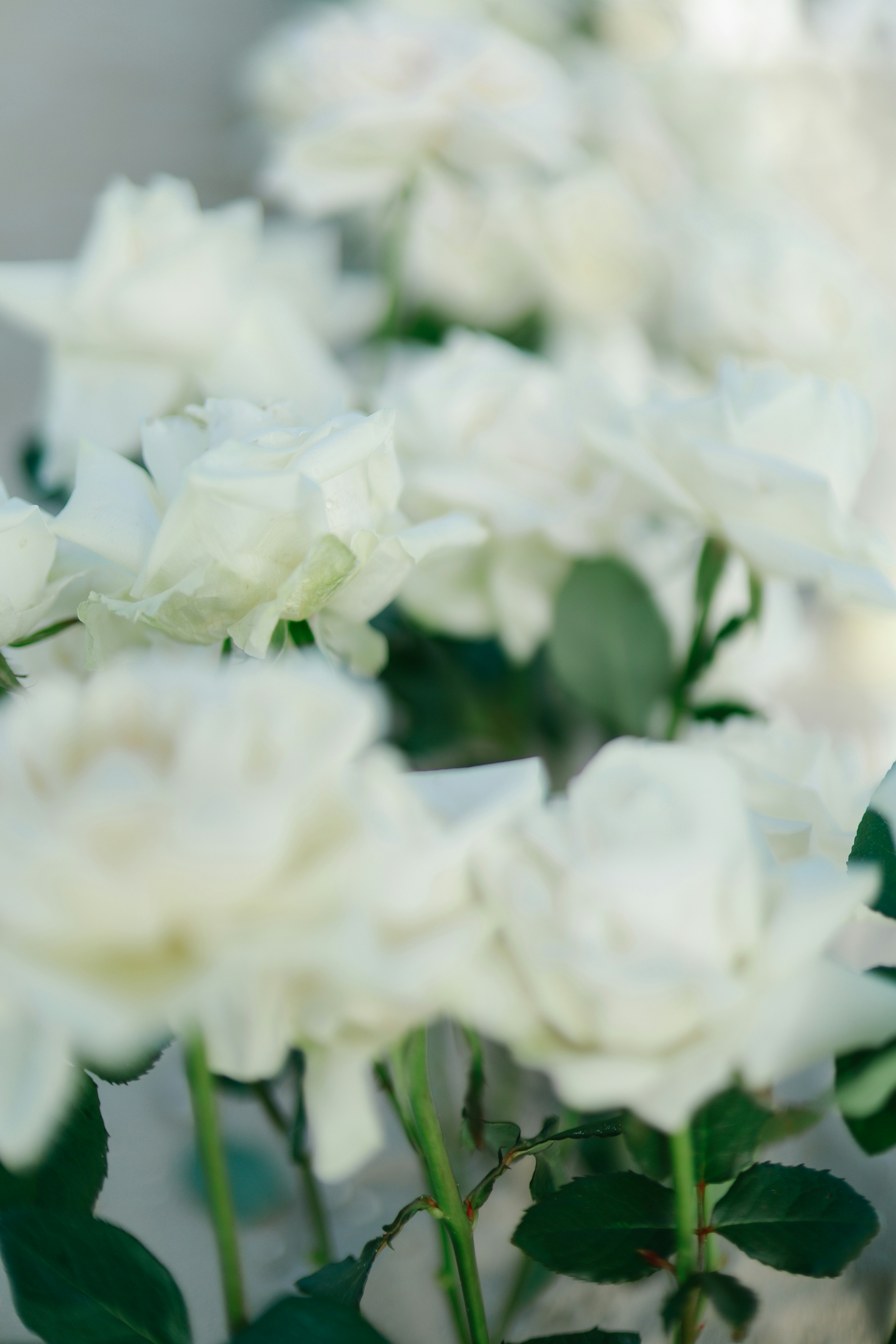 Photo by hoianphotographer