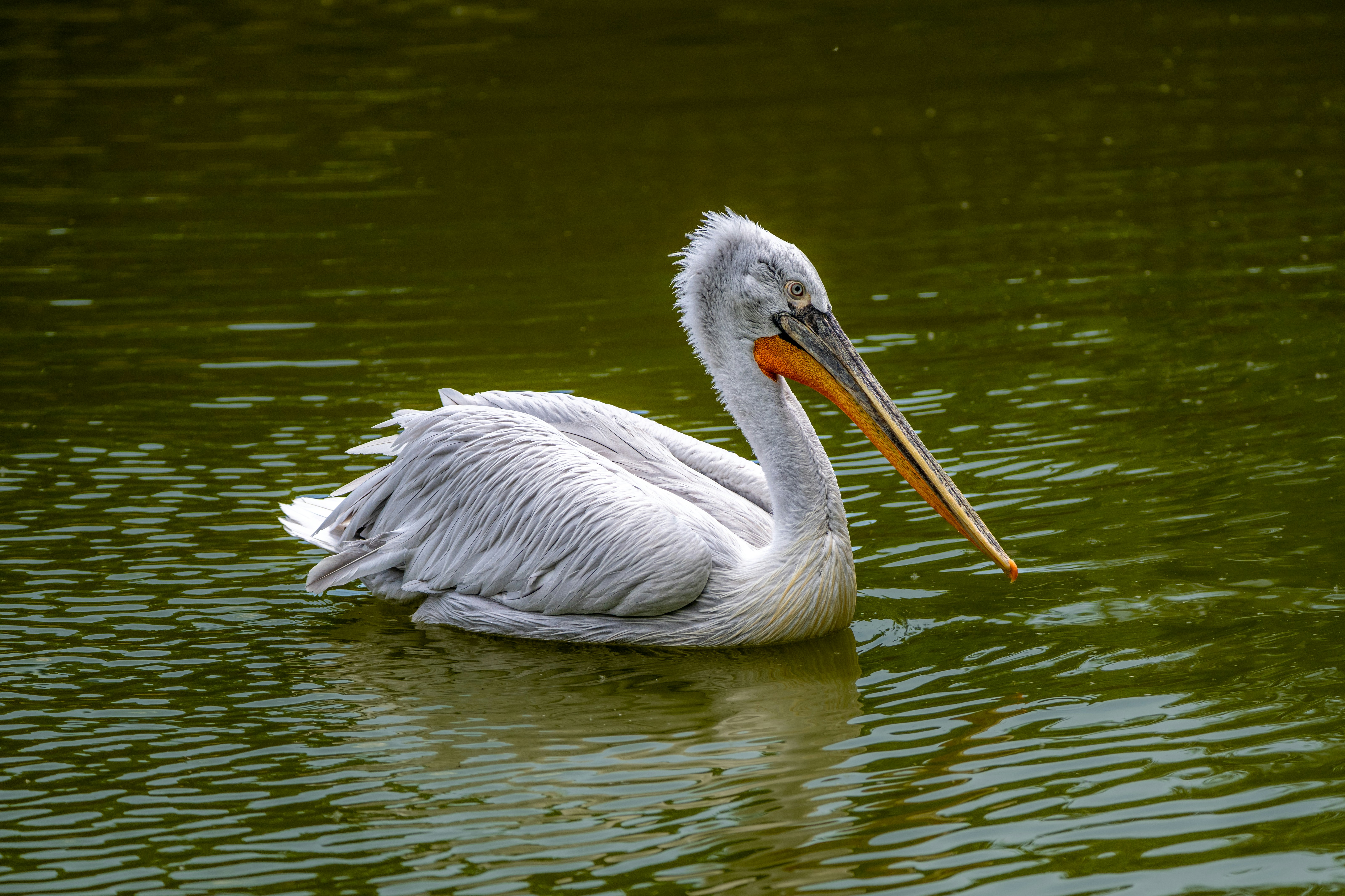 Photo by siegfriedpoepperl