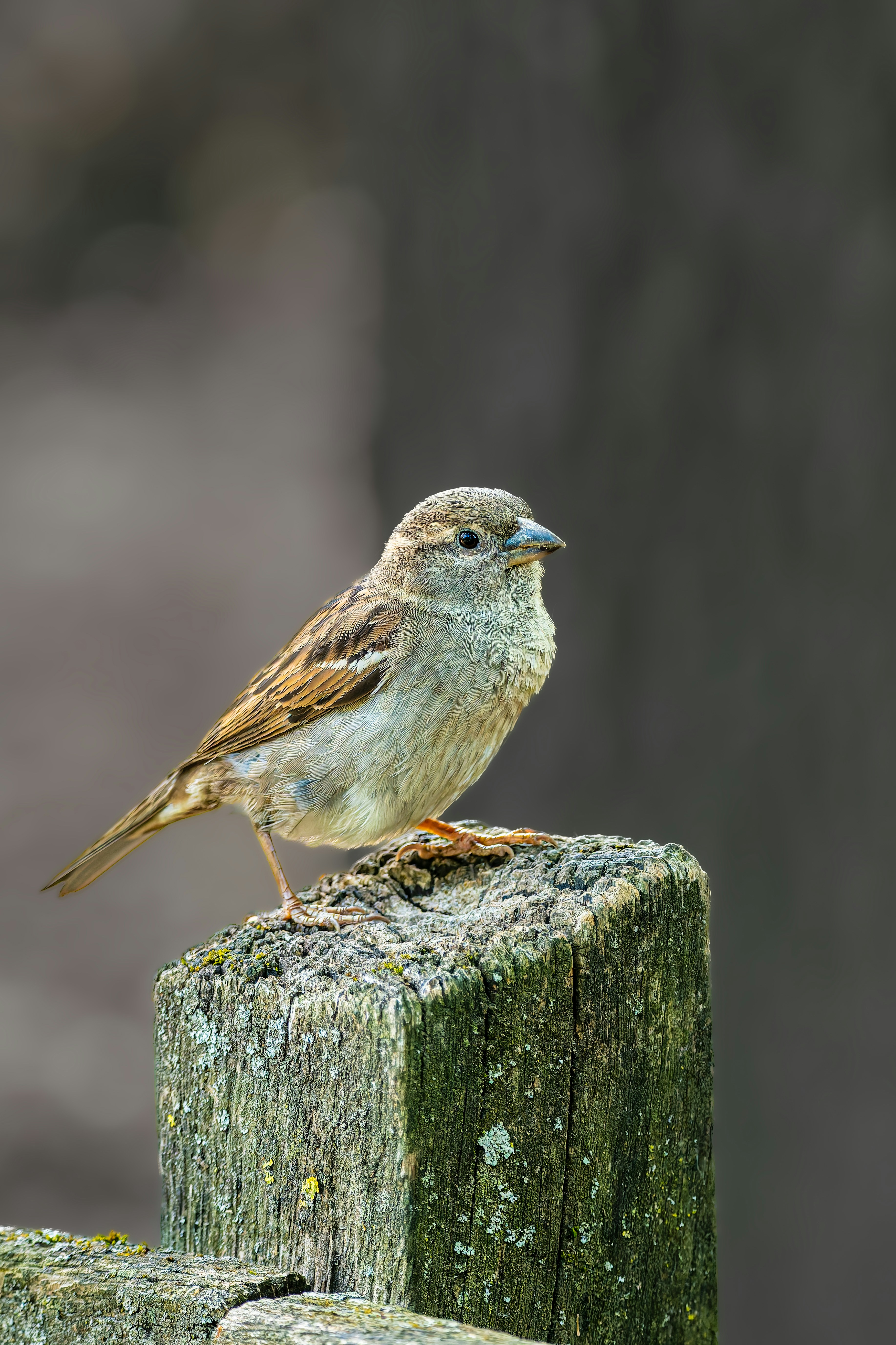 Photo by siegfriedpoepperl