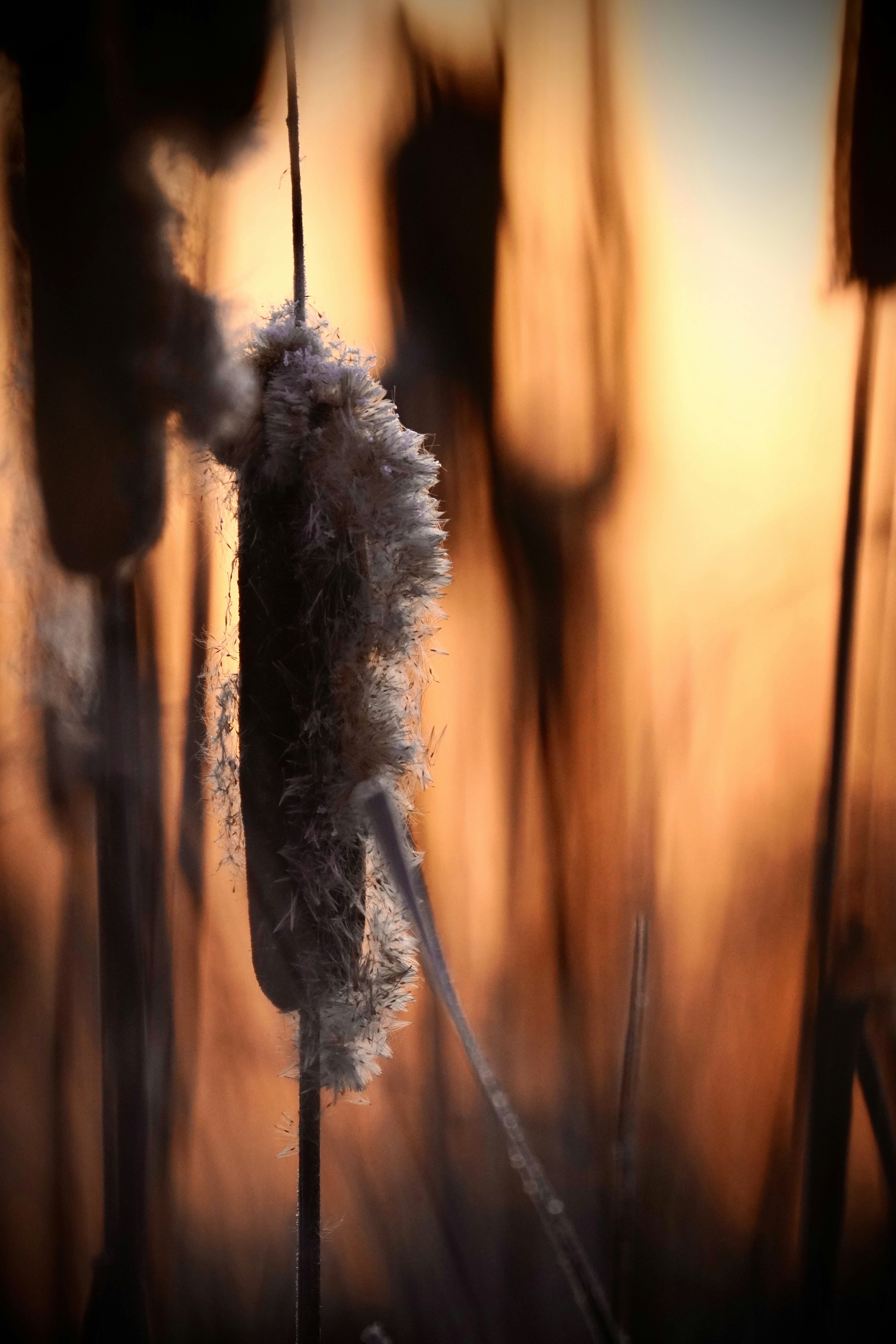 Close-up of a cattail with fluffy seeds in warm light.