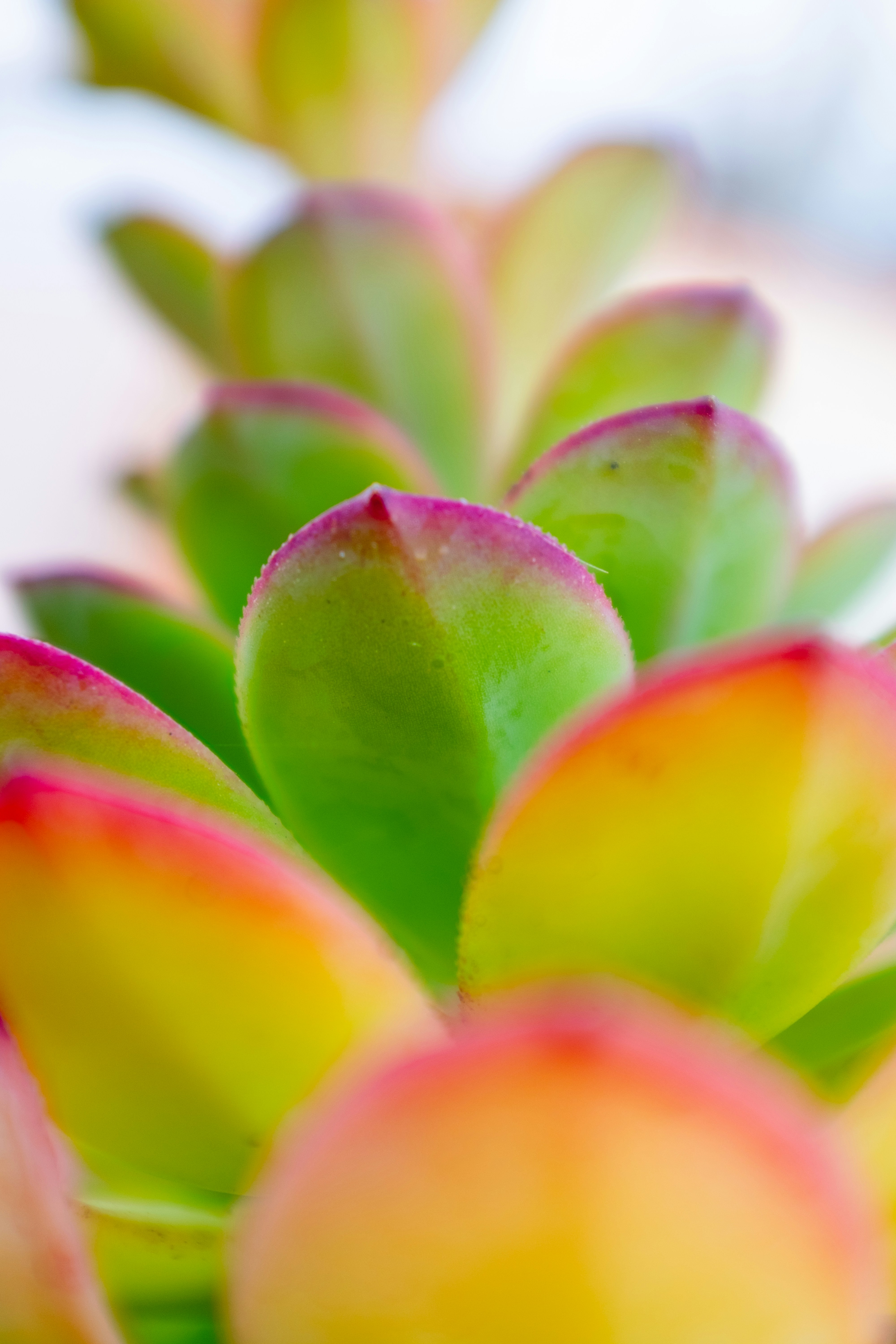 Close-up of a succulent plant with green and red leaves