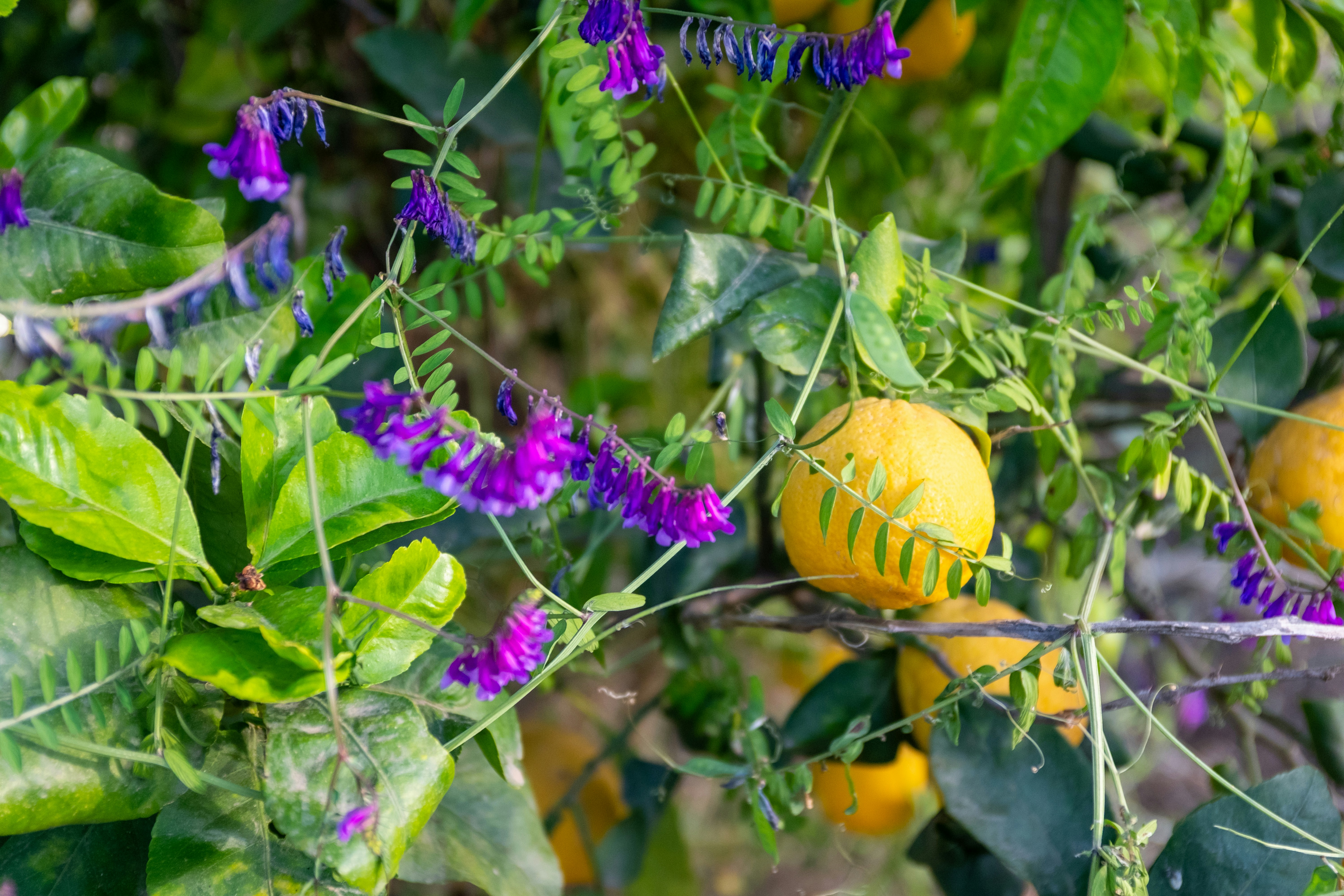 Yellow lemons and purple flowers on a branch.
