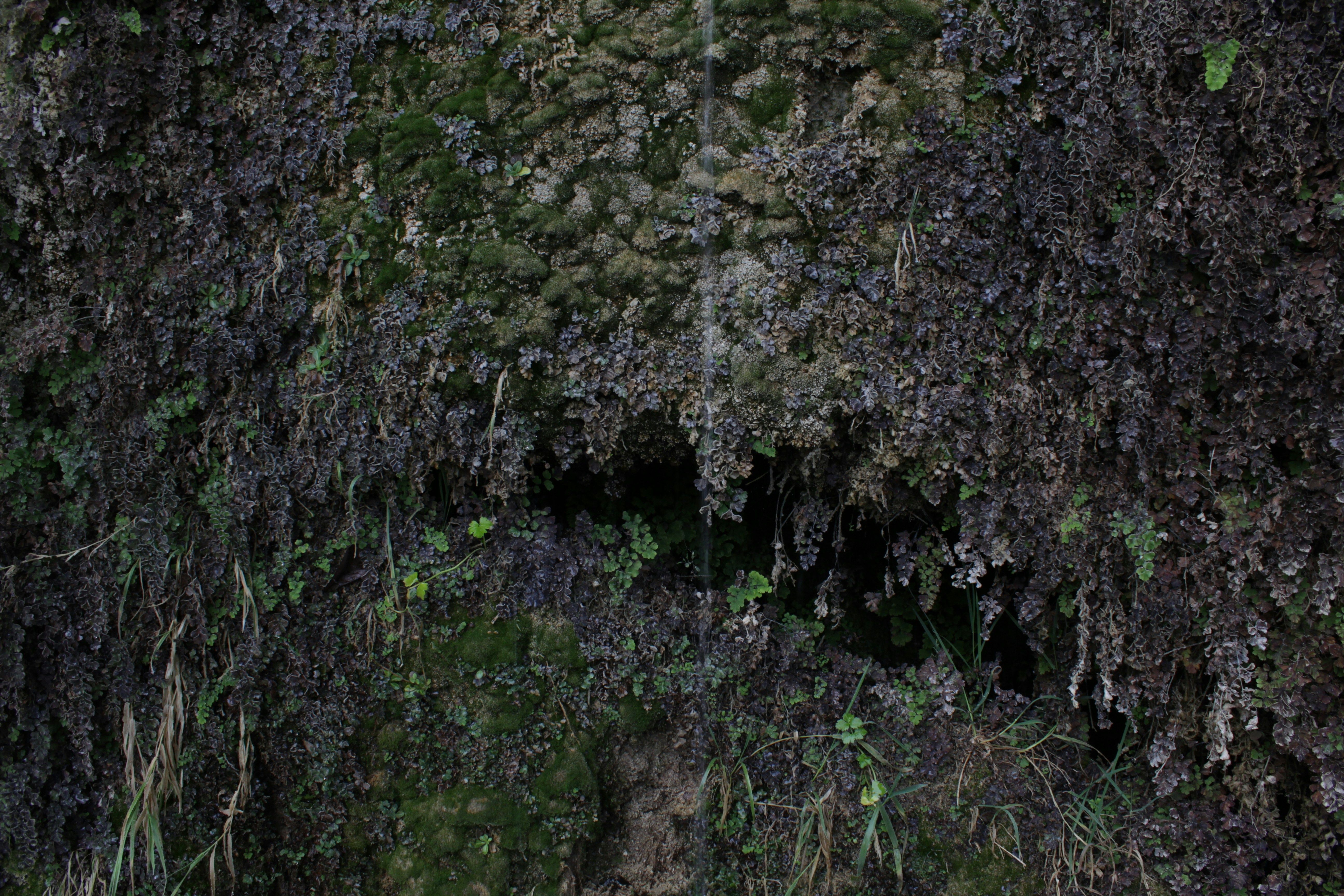 Photo by notprivatenotrare