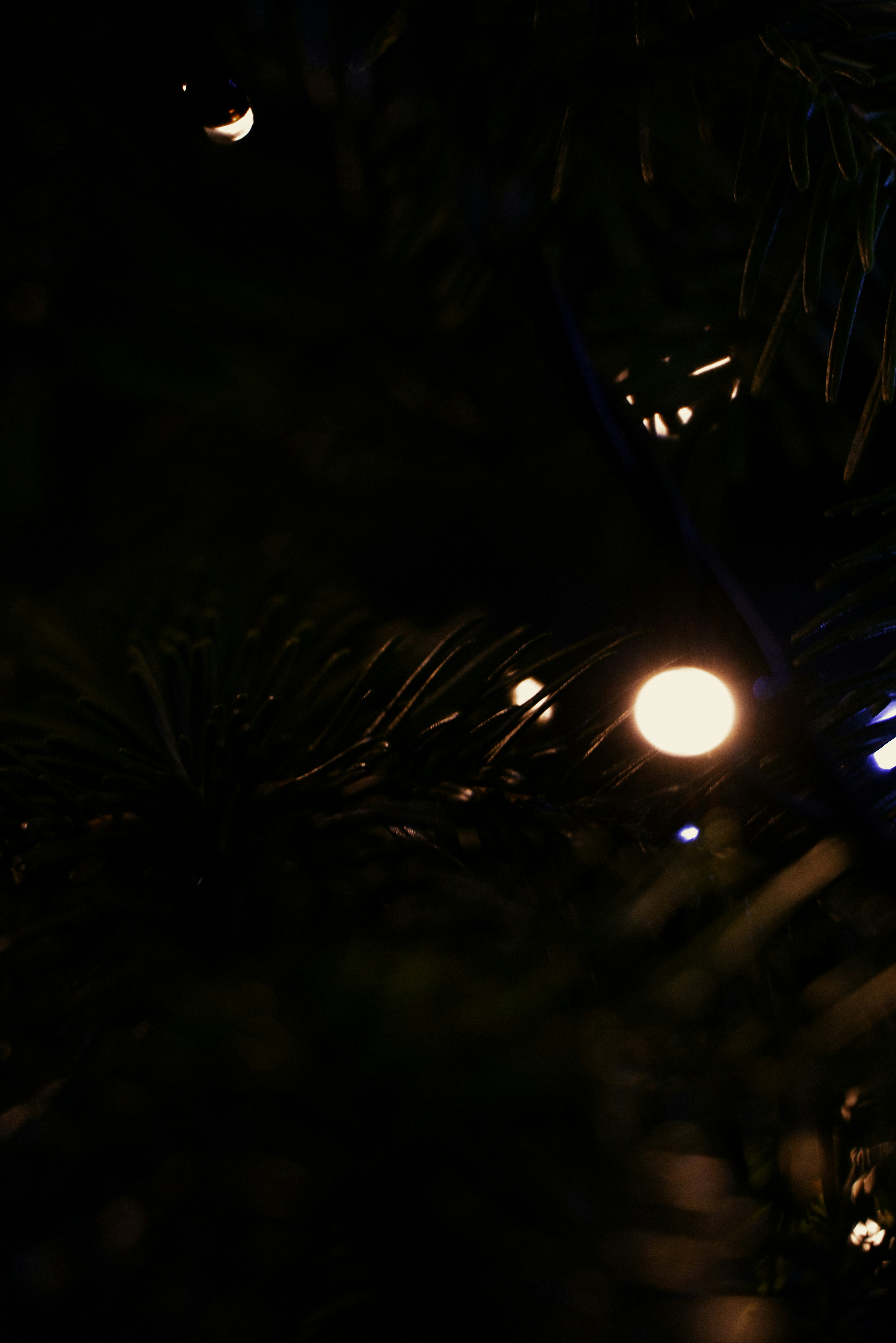 Photo by softlyglimmer