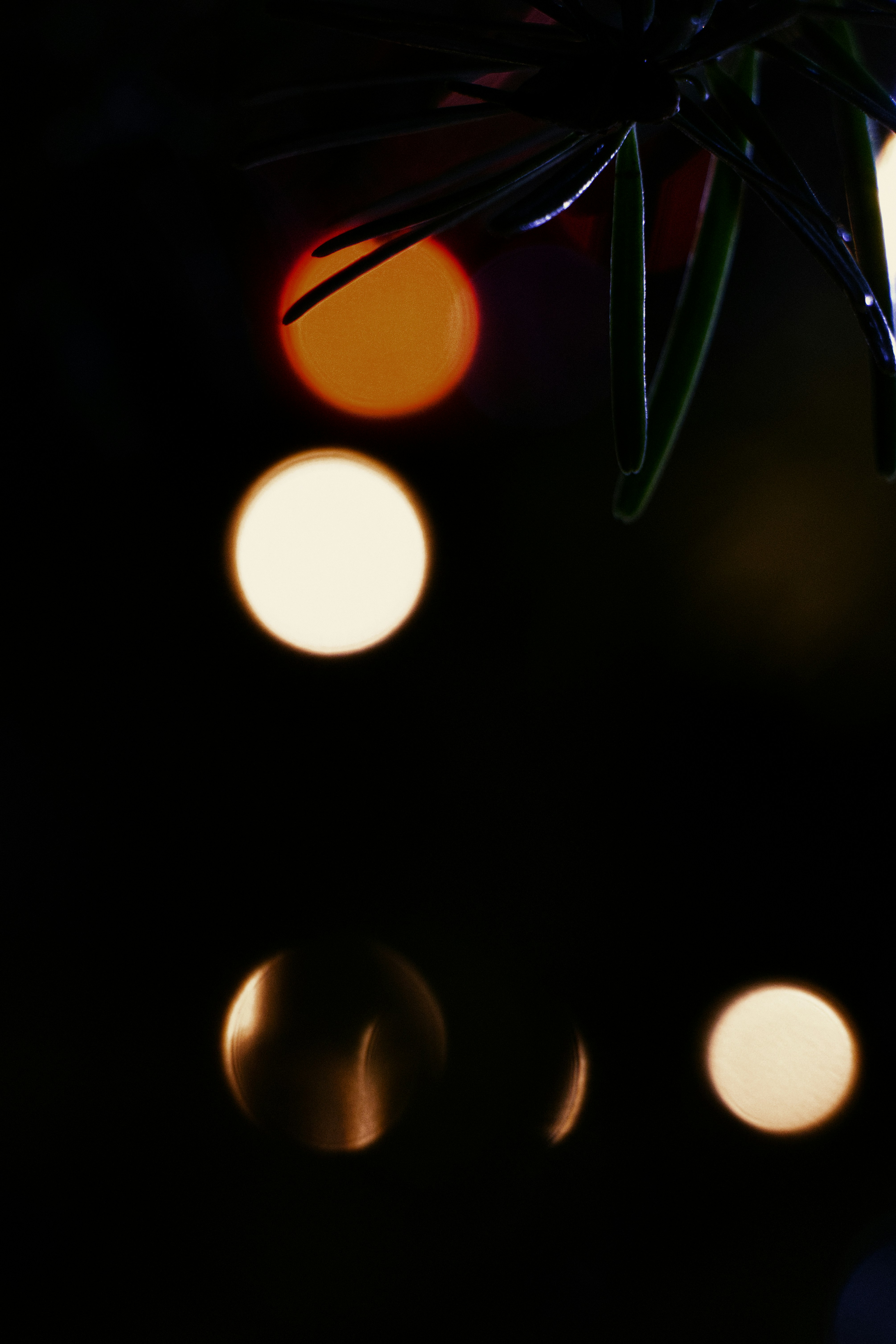 Photo by softlyglimmer