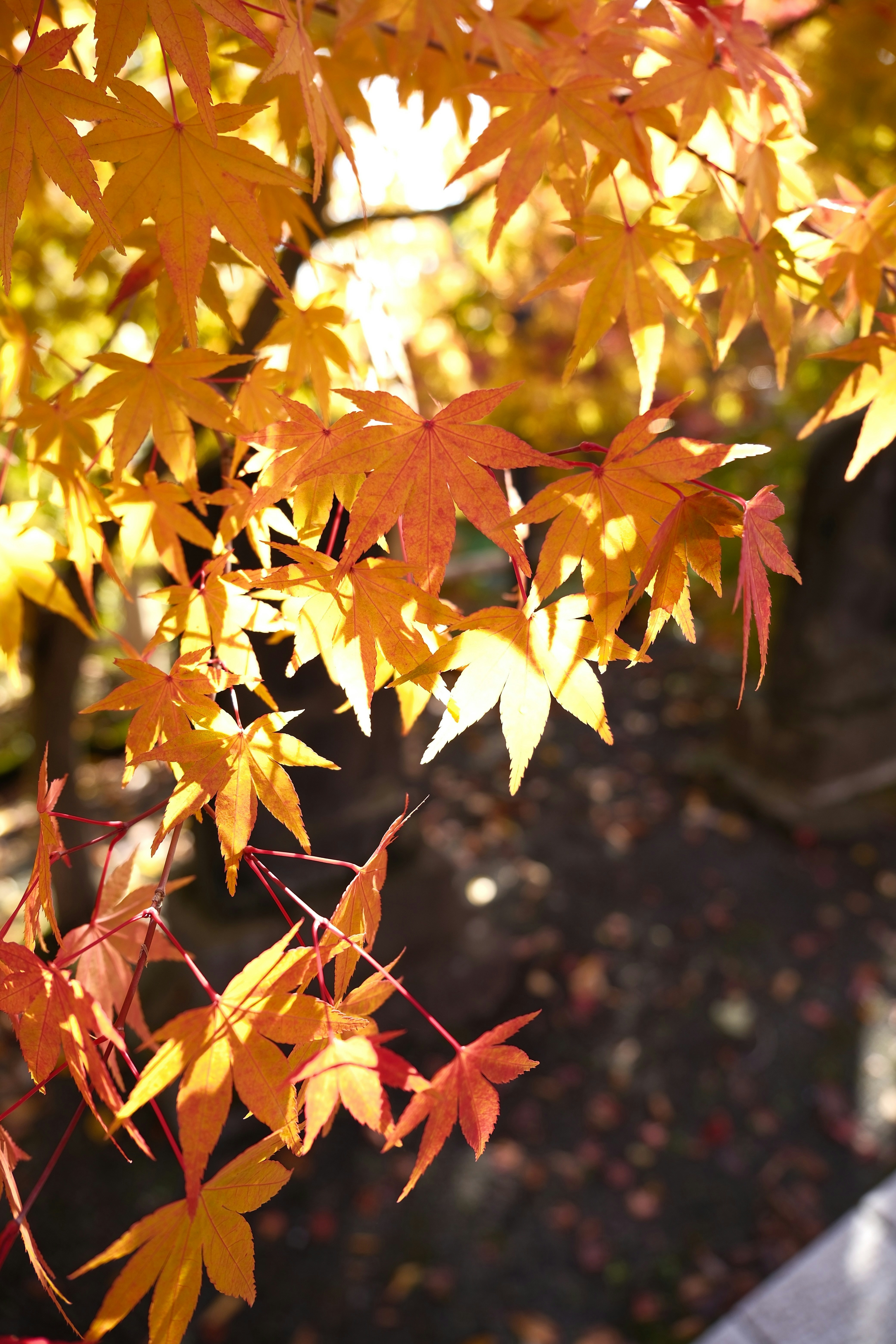 Photo by seiya_maeda