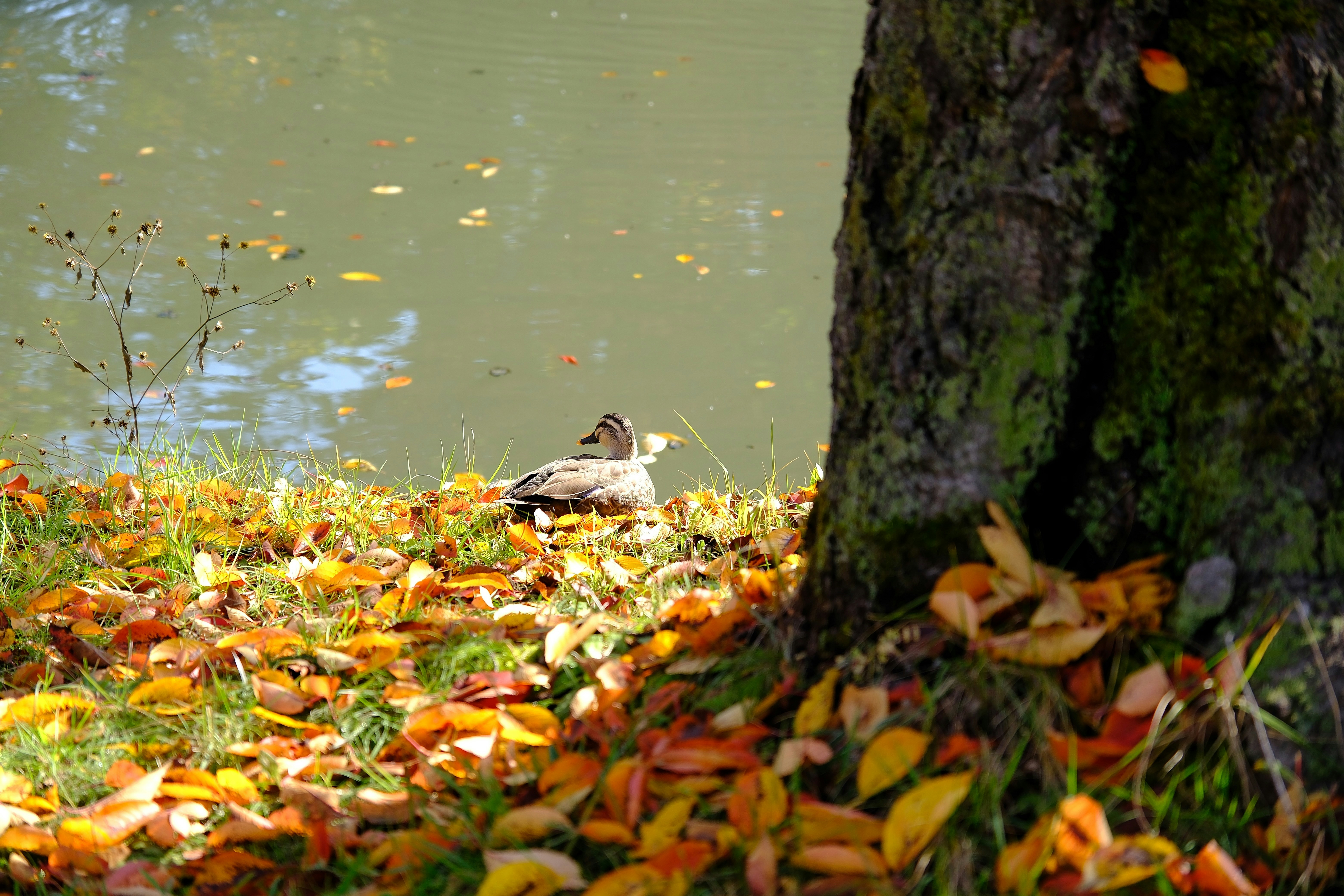 A duck rests by a tree with autumn leaves.
