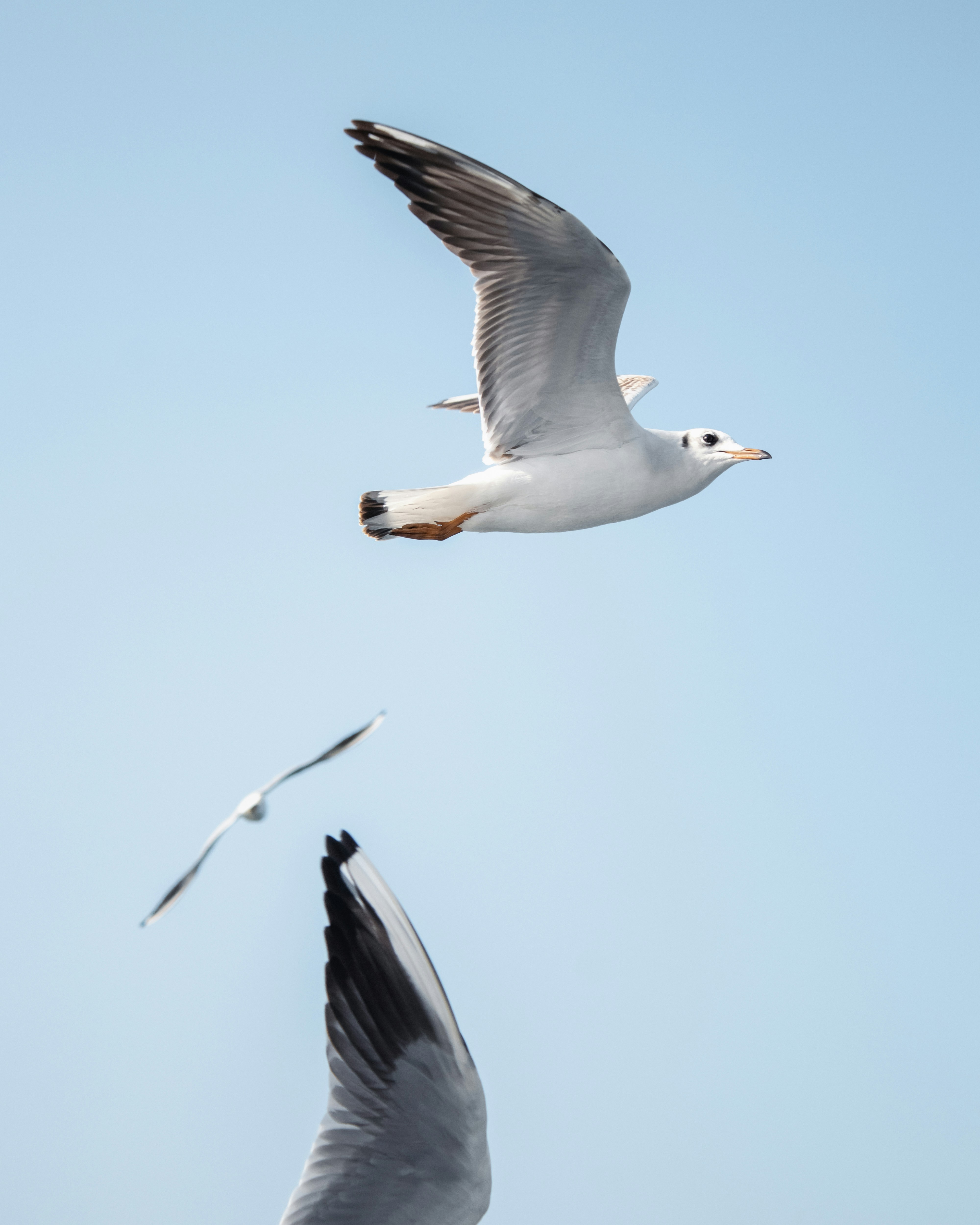 Two seagulls flying against a clear blue sky.