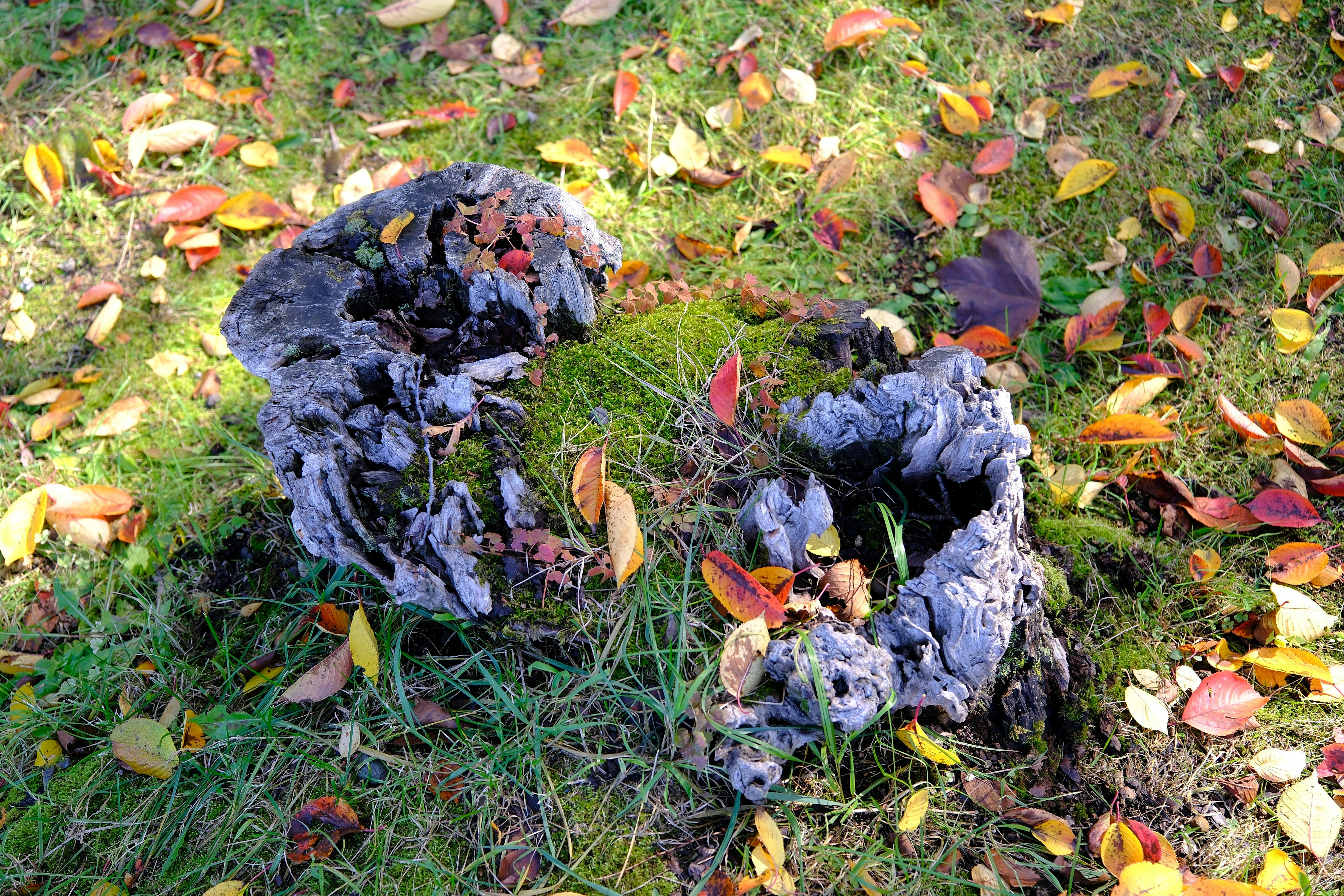 Two old stumps covered in fallen autumn leaves.