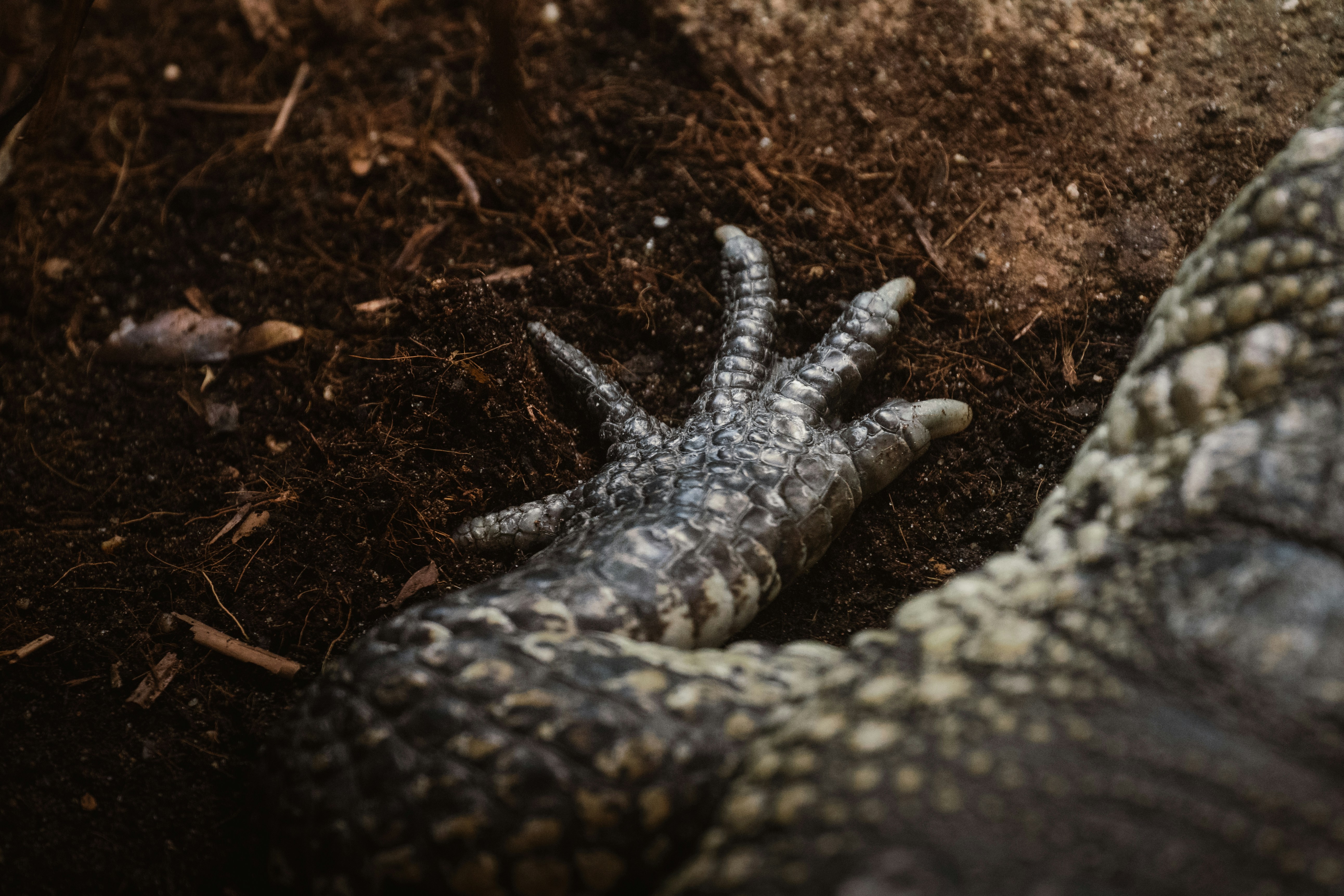 Close-up of a reptile's scaly foot on dirt