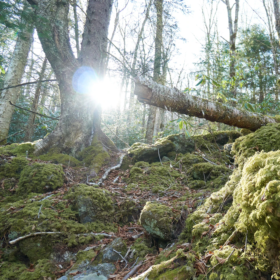 Serene forest with large tree trunk partially cut off by moss and lichen exposed