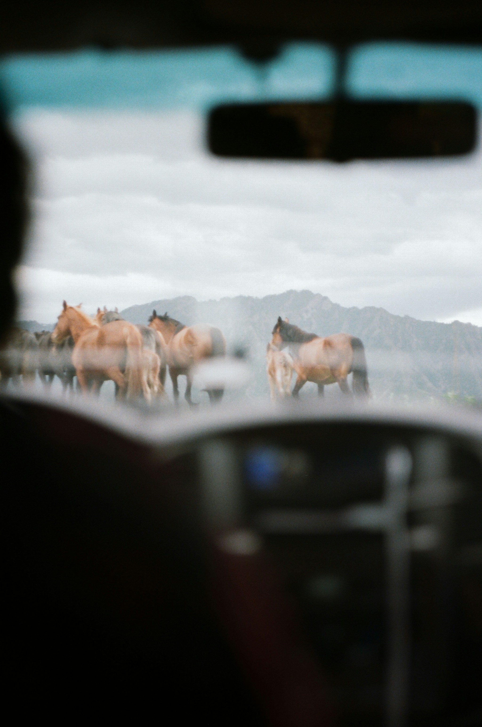 Horses in a field seen through a car window.