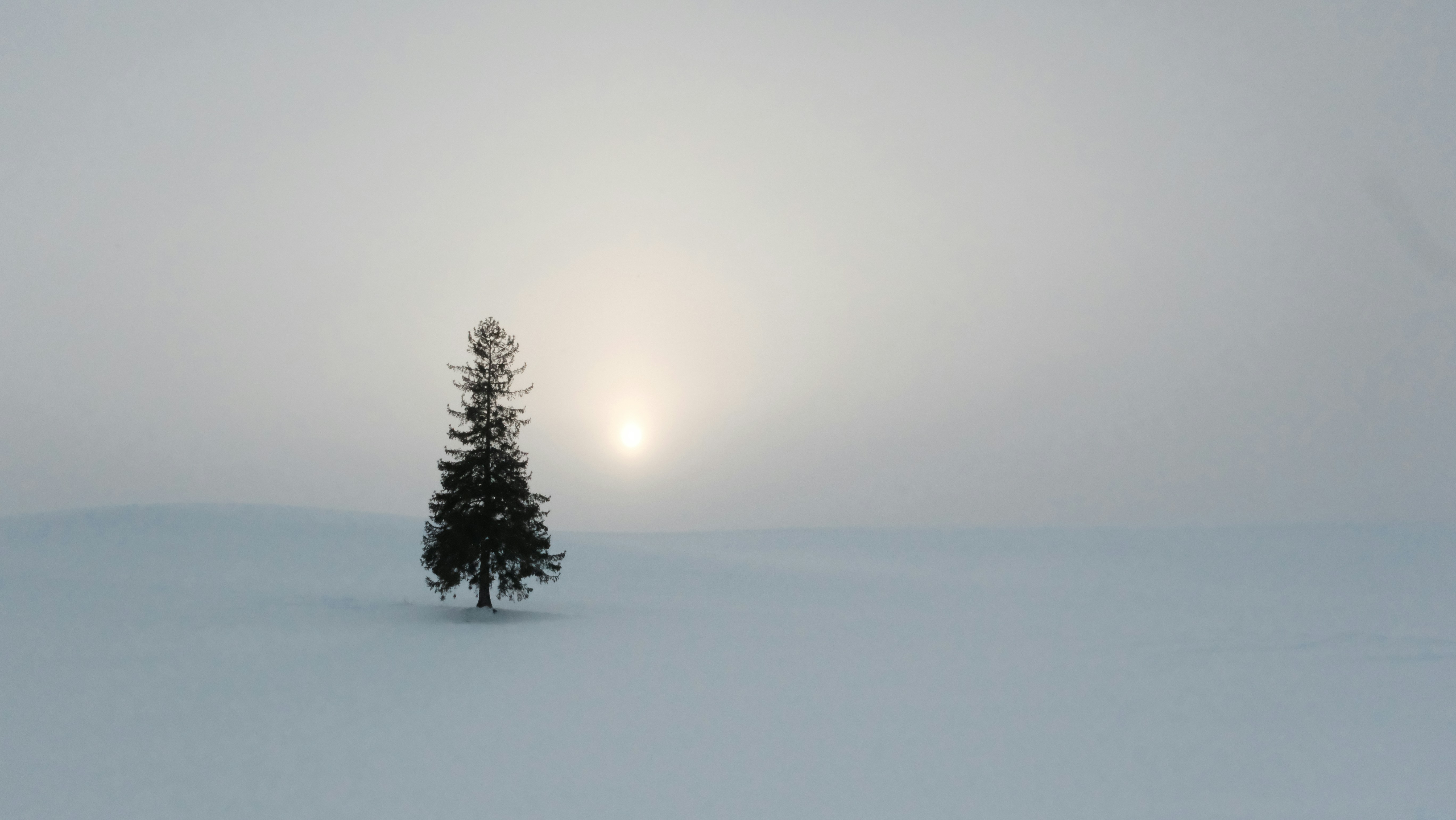 Solitary evergreen tree in a foggy winter landscape photo – Free Winter ...