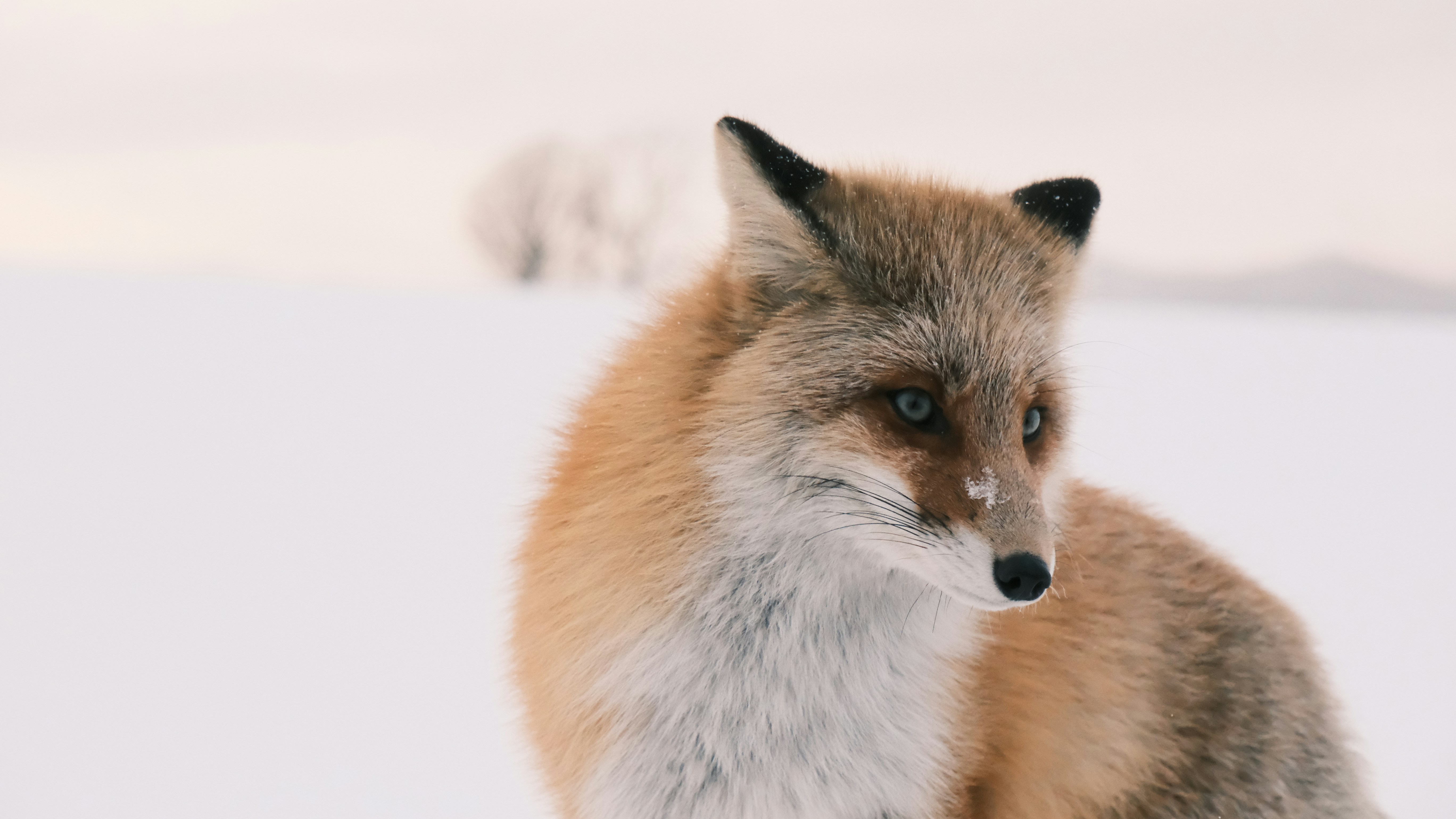 Hokkaido