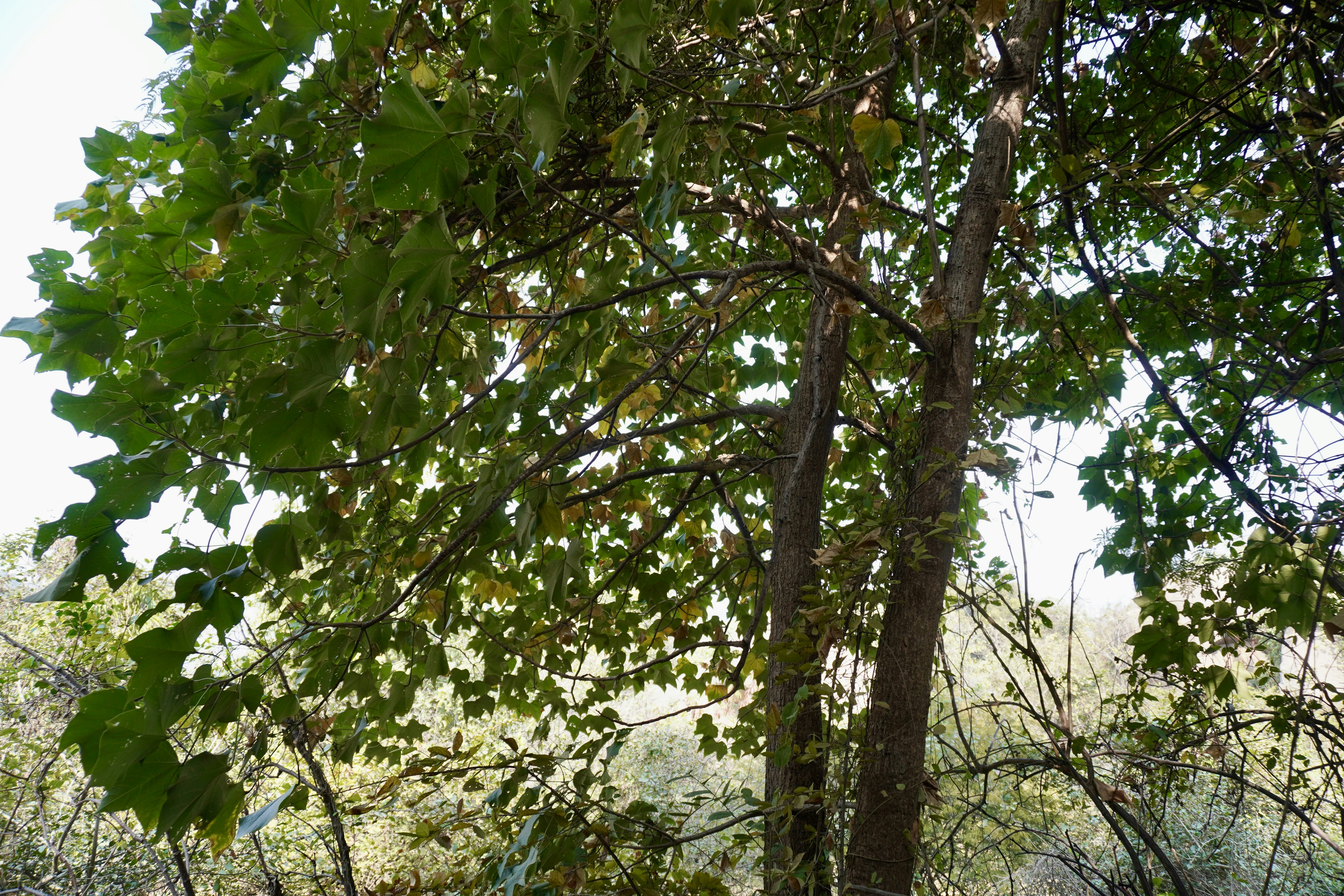 Photo by justjoker44