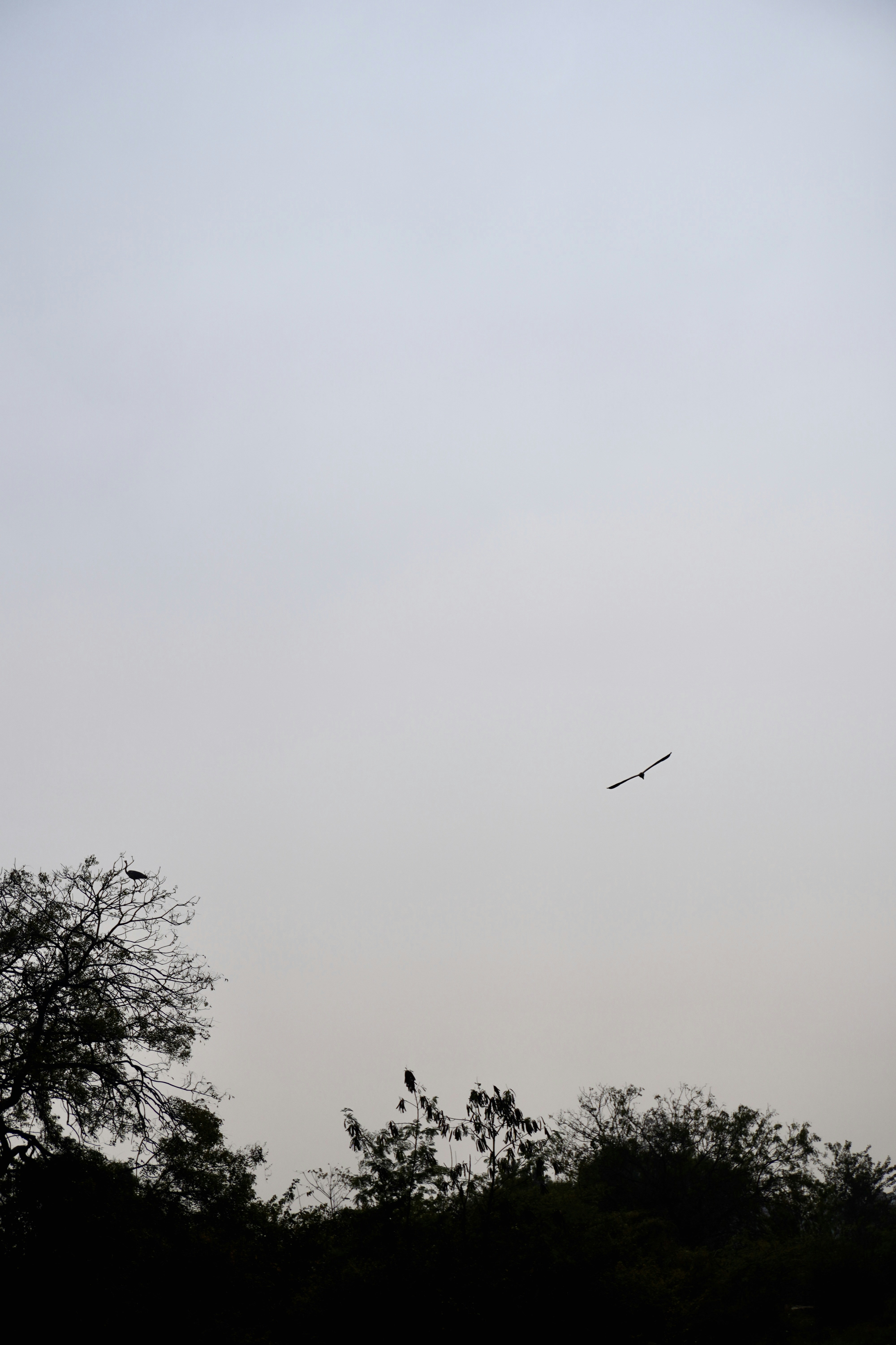 Birds flying over silhouetted trees against a pale sky.