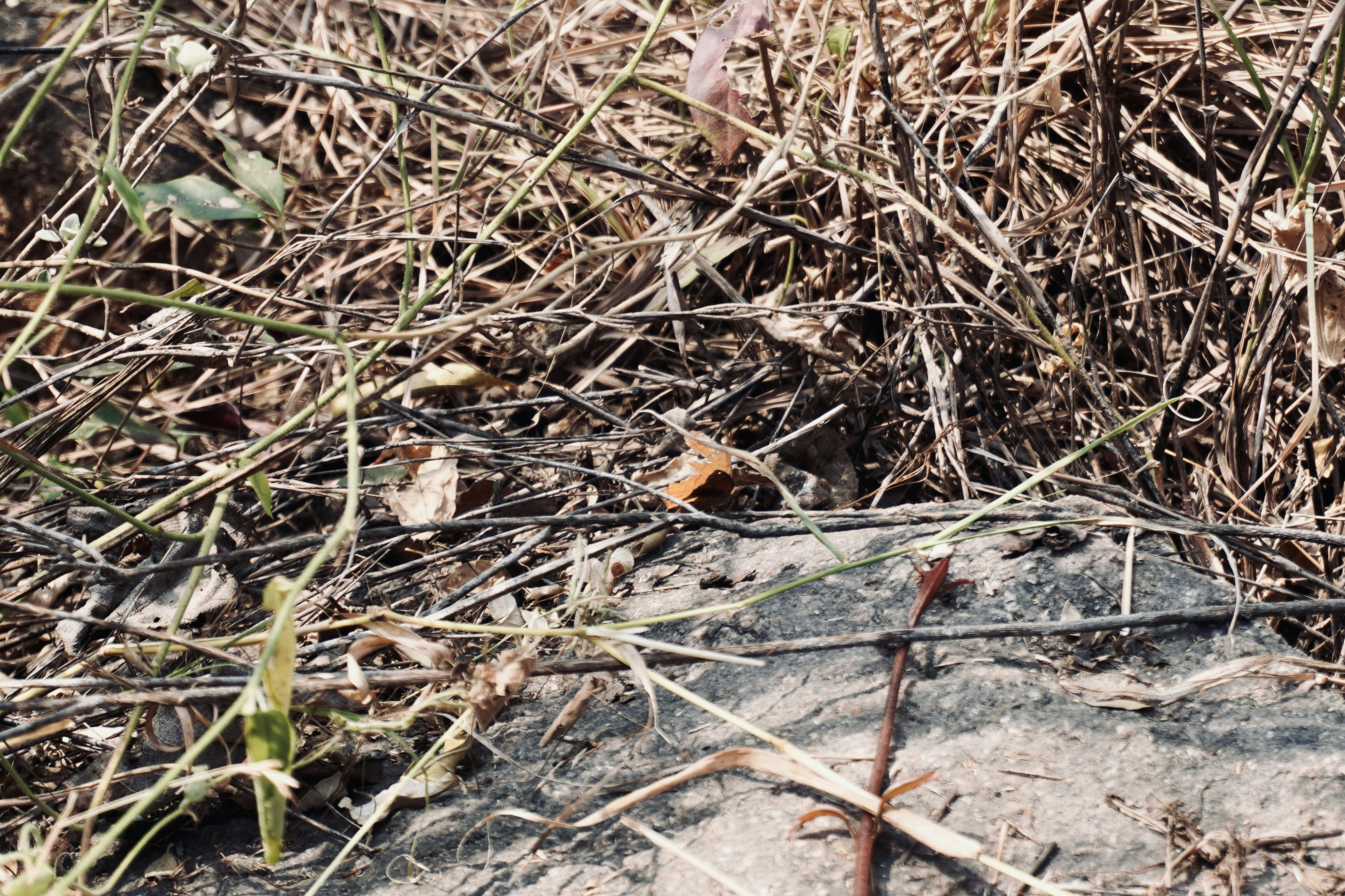 Photo by justjoker44