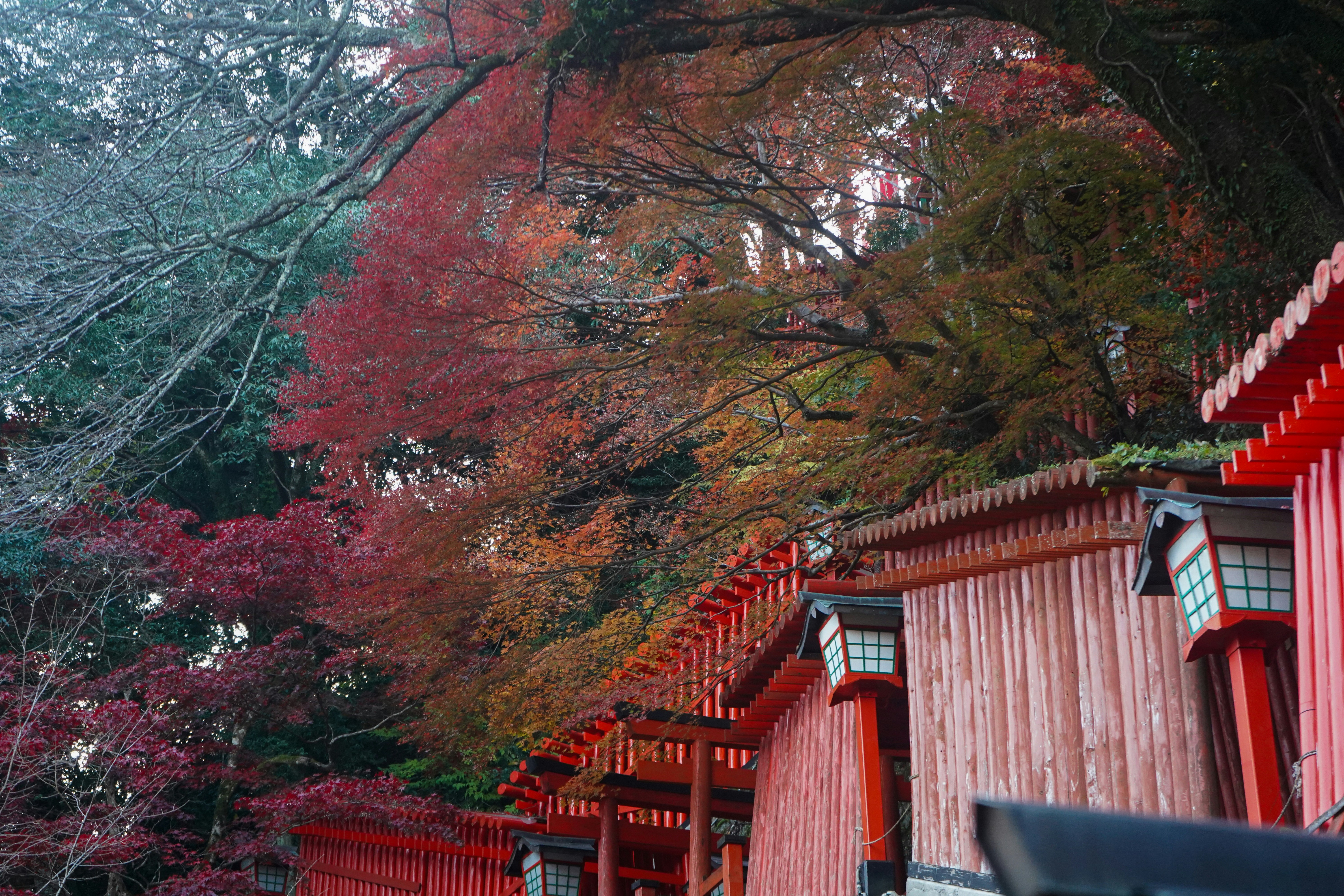 Red japanese shrine buildings with autumn foliage