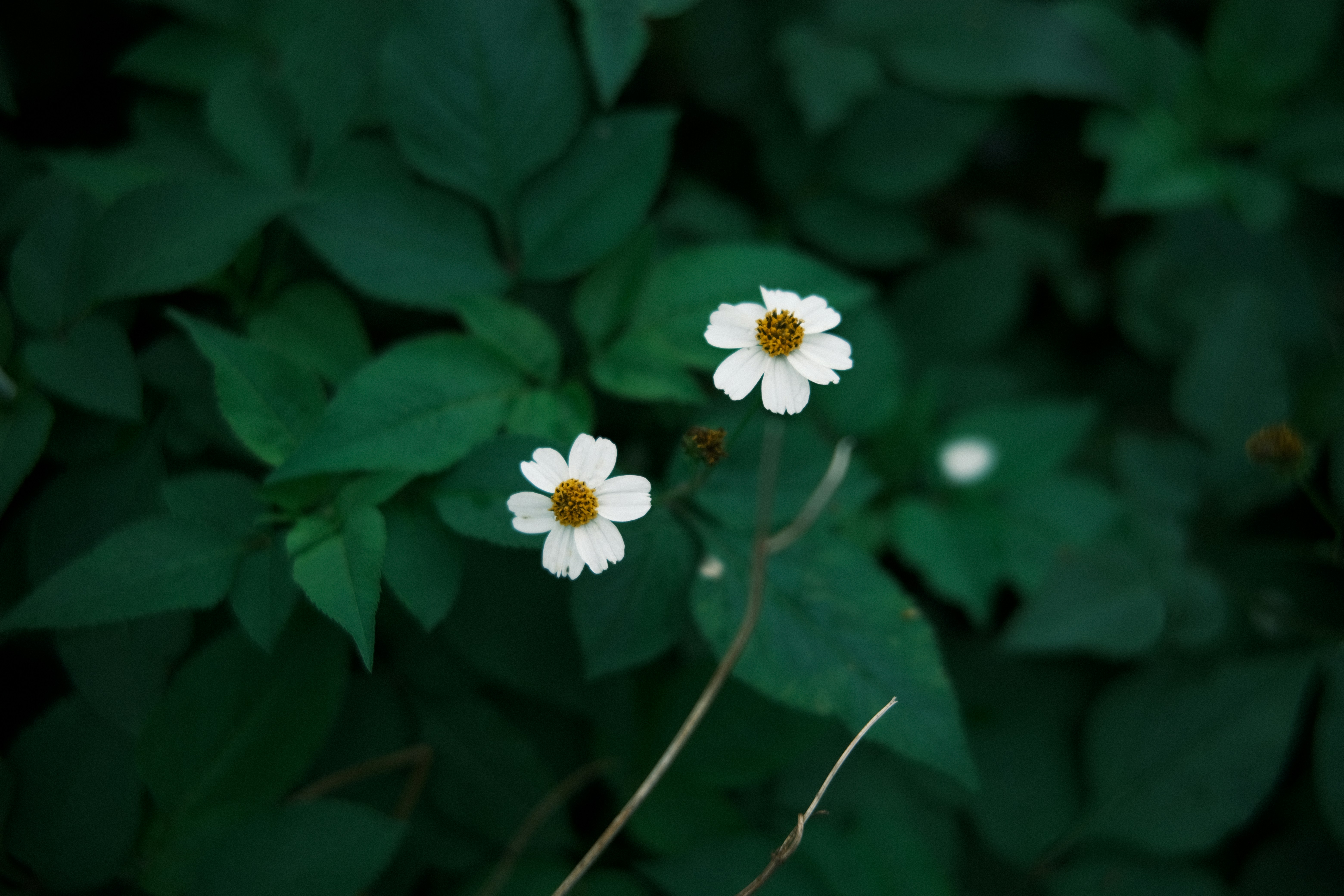 Photo by dvhoang2106