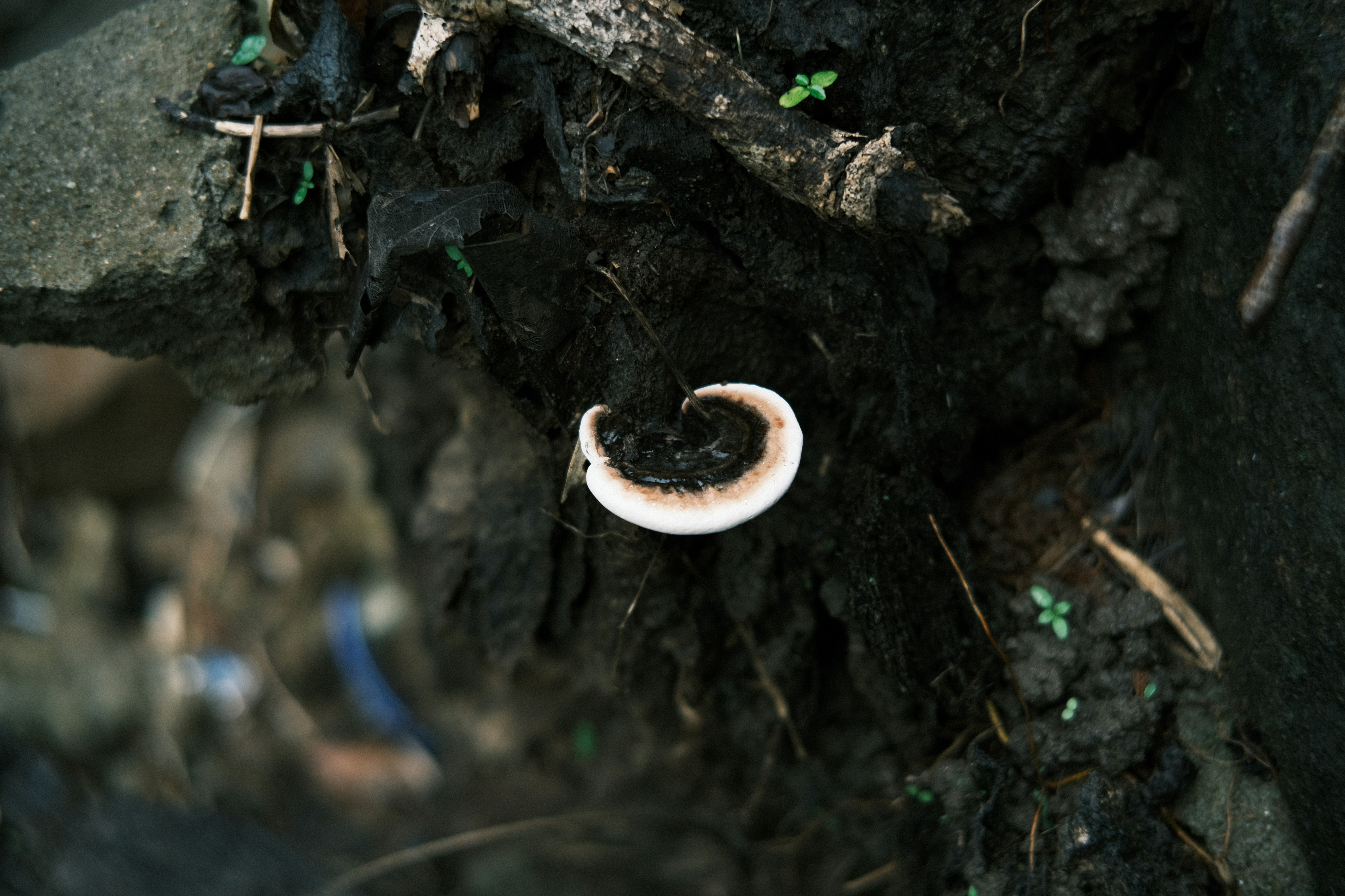 Scontro tra Capodogli e Calamari Giganti, image size:3000x2000