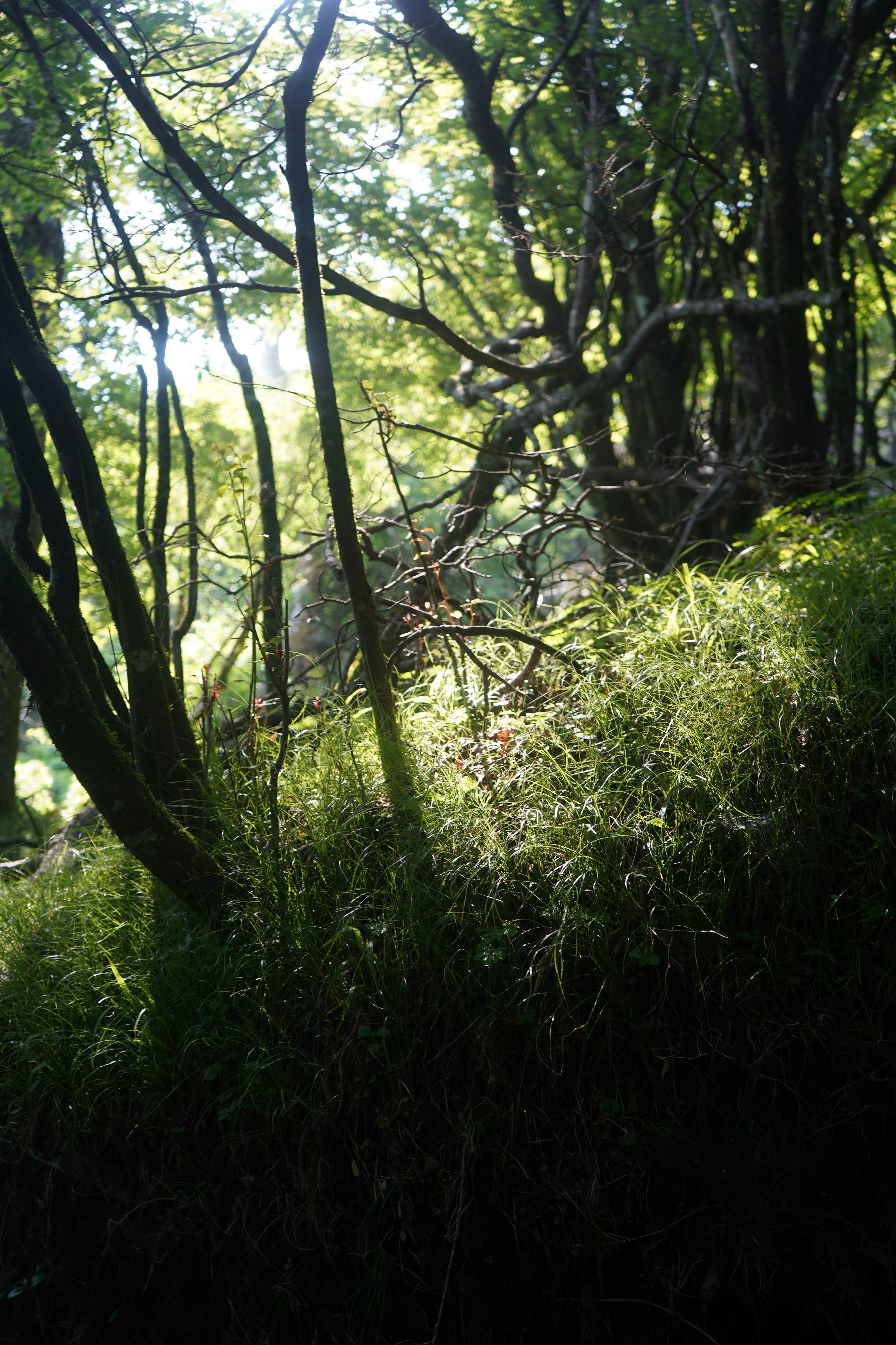 Sonnenlicht strömt durch ein dichtes, grünes Blätterdach.