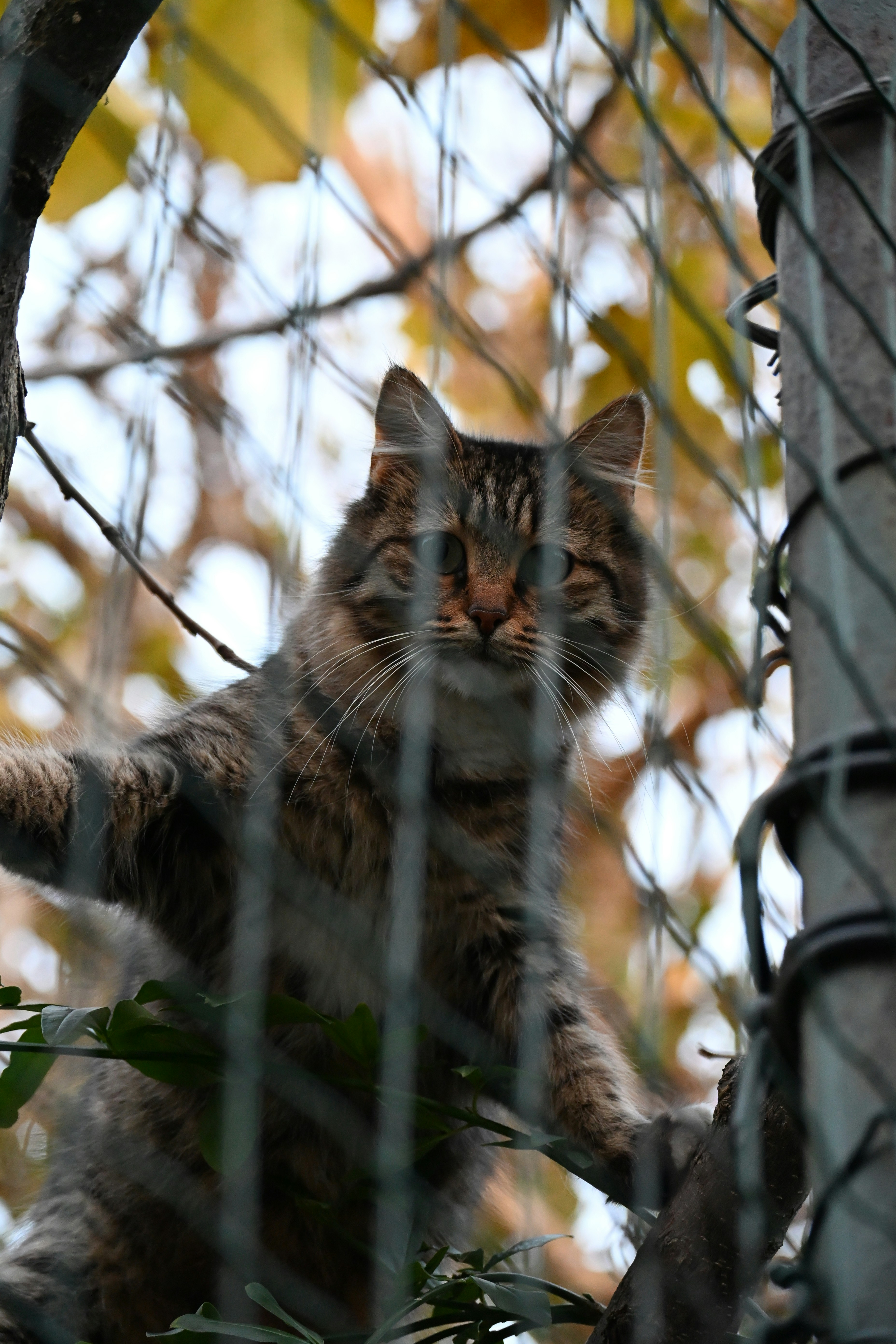 A tabby cat looks through a wire fence.
