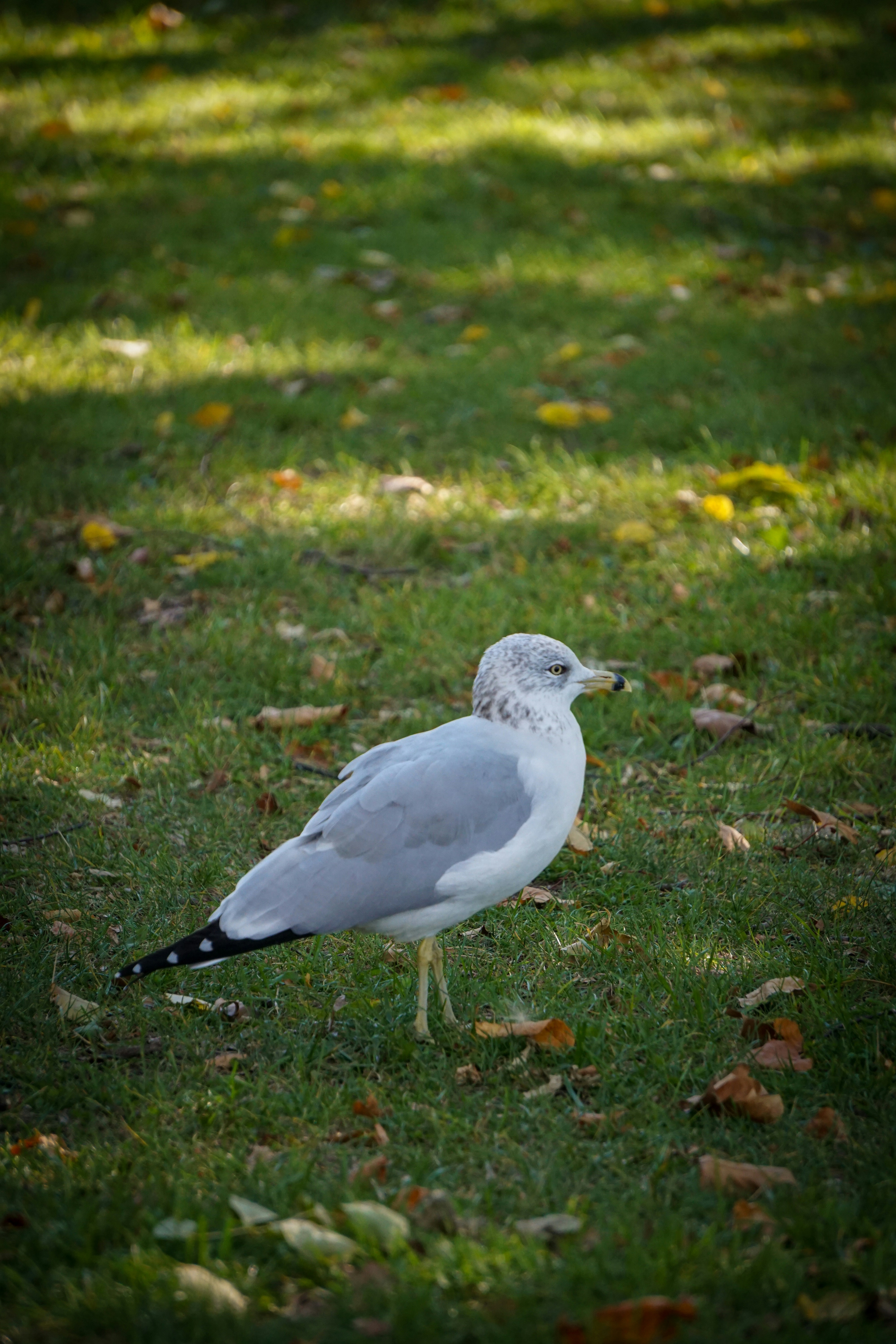 Photo by rollerroller8