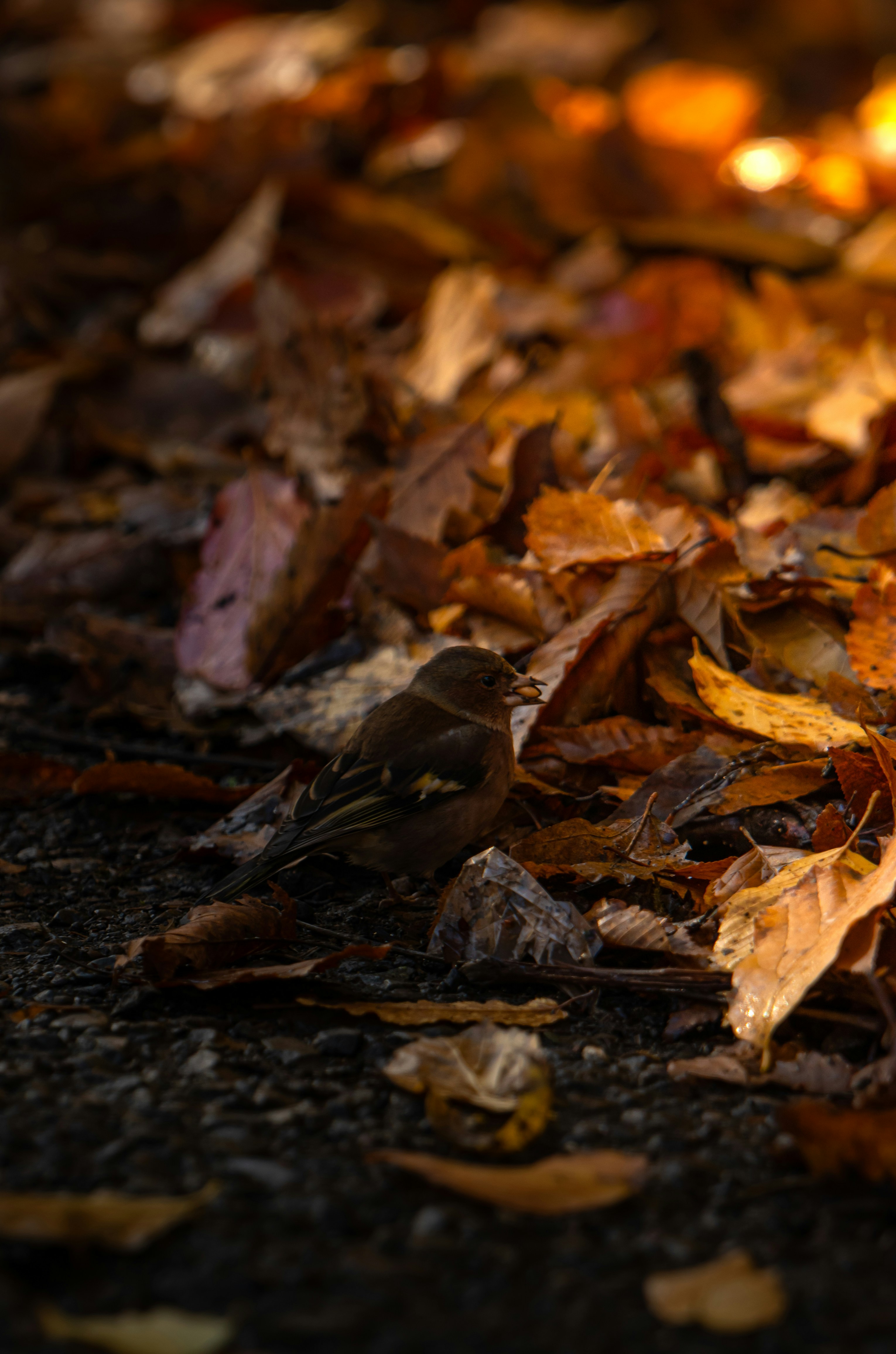 Photo by nimaghazaei