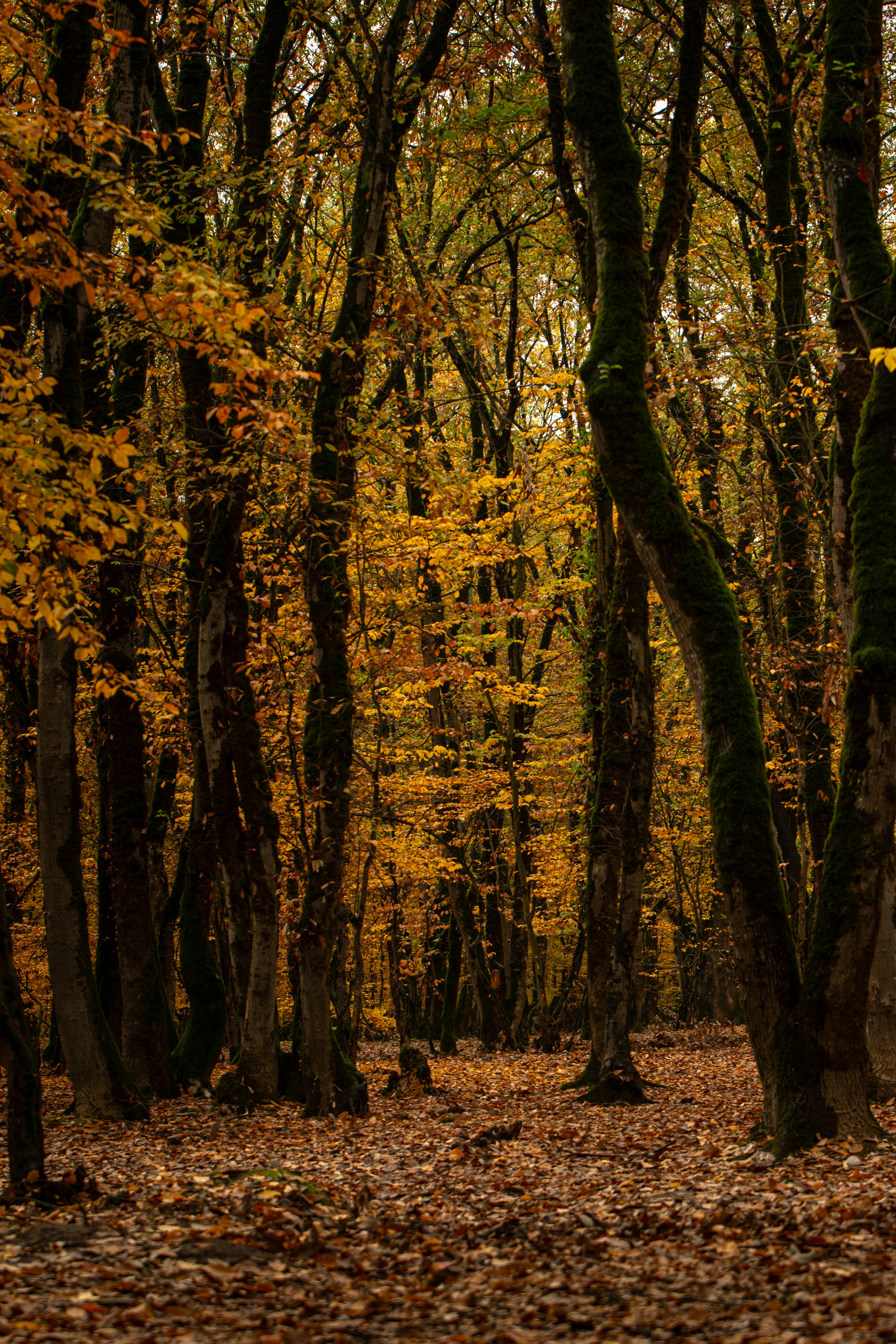 Photo by nimaghazaei