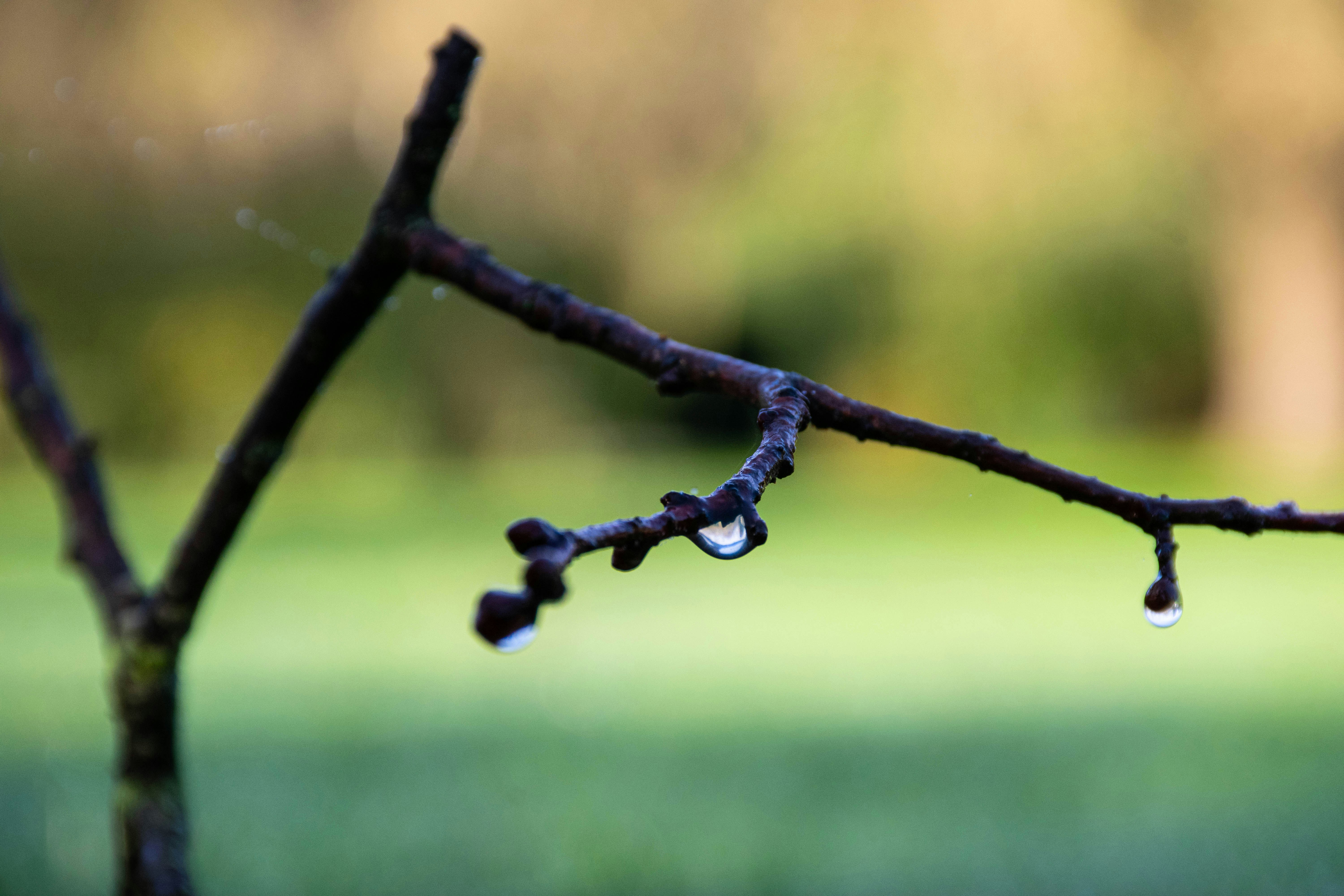 Dew drops on a bare tree branch in autumn.