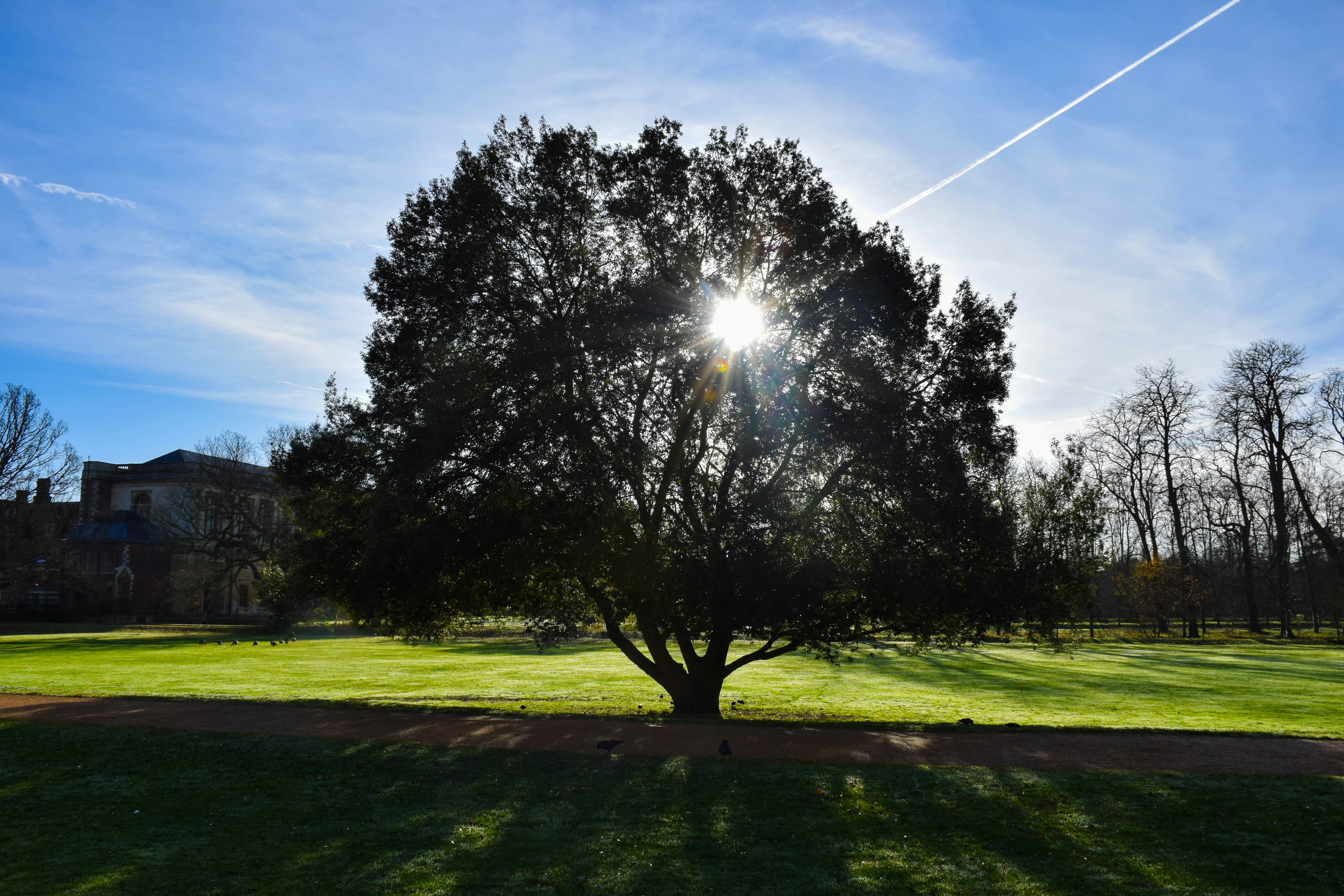 Sun shines through a large tree in a park.