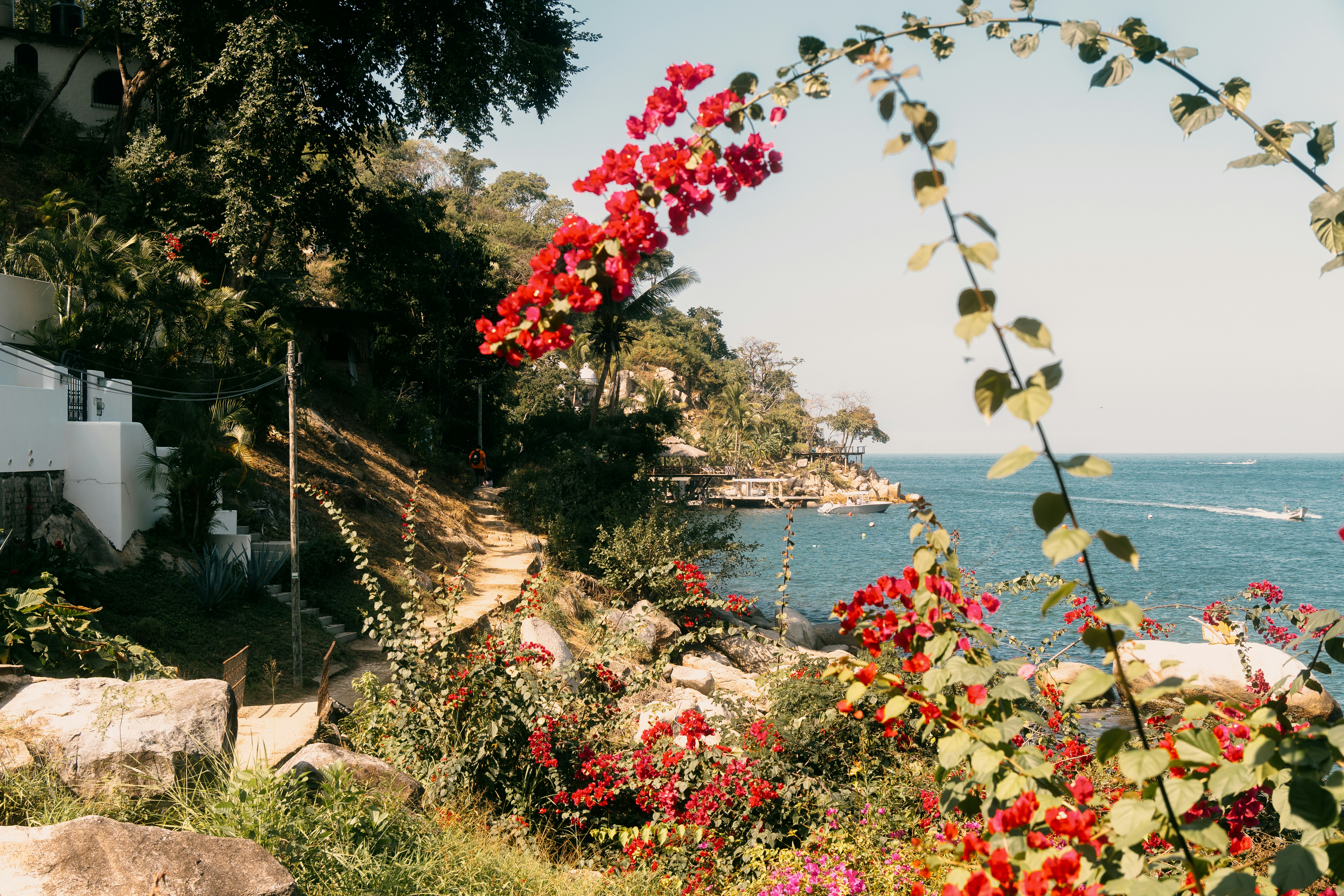 Fleurs vibrantes de bougainvillier avec vue sur l’océan