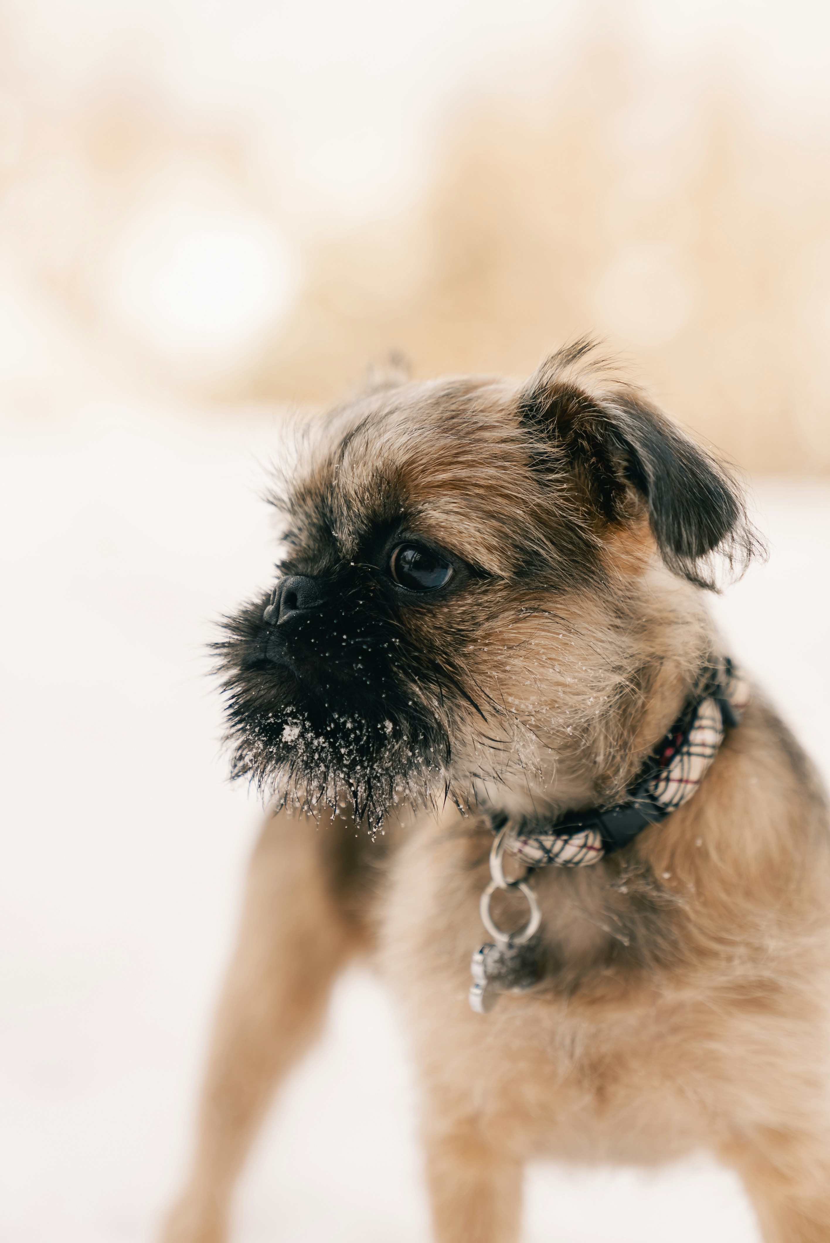Un perrito pequeño con barba cubierta de nieve.