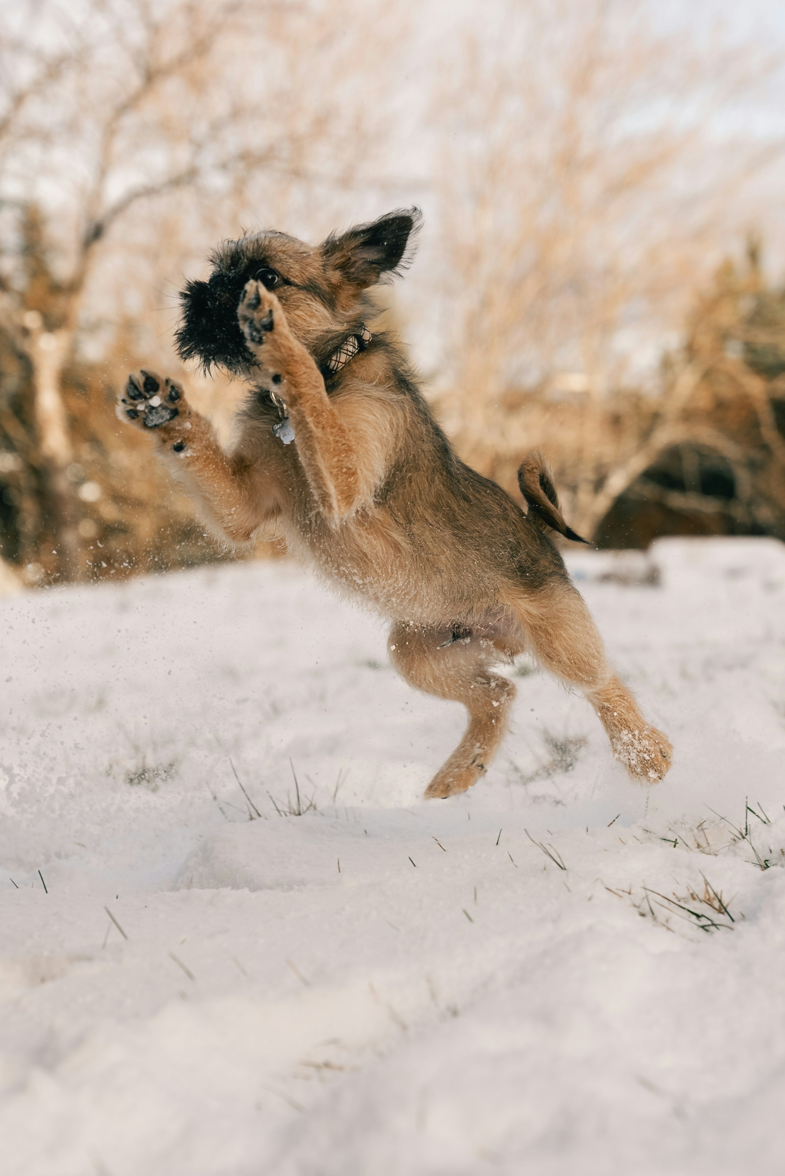 Un perrito pequeño salta juguetonamente en la nieve.