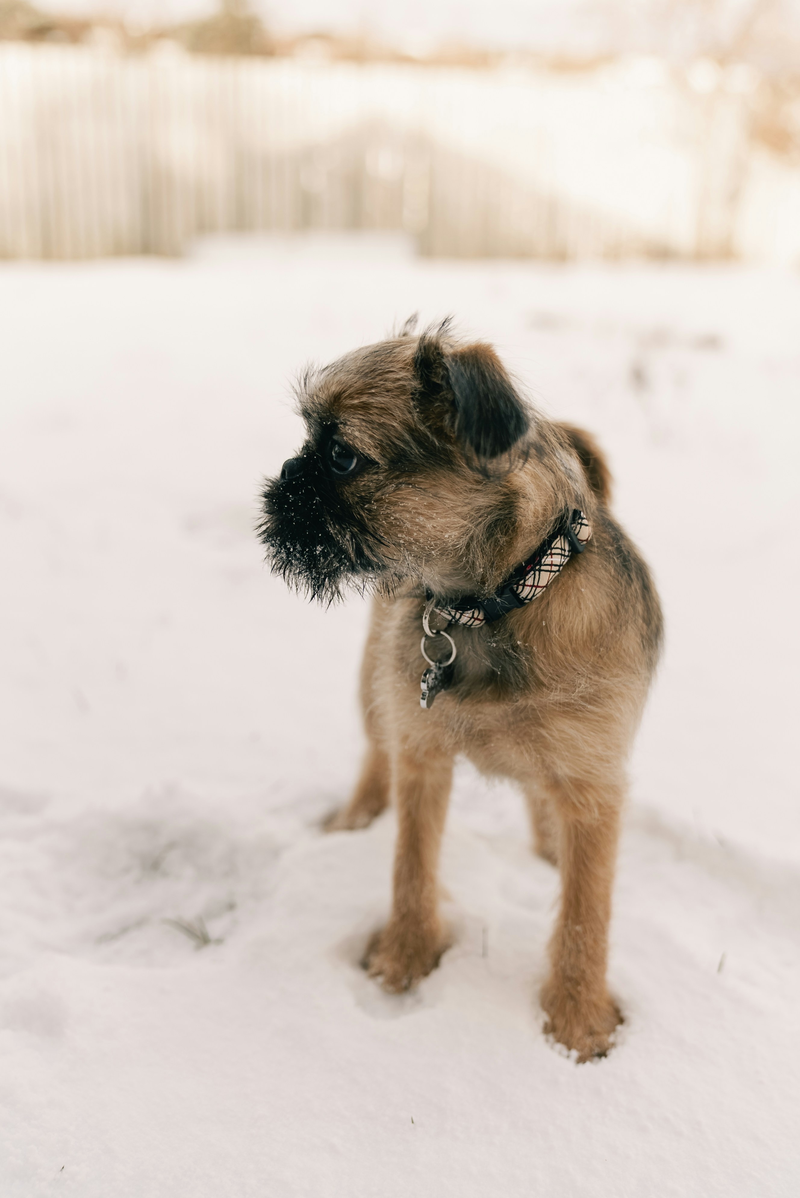 Un pequeño perro terrier está de pie en la nieve.