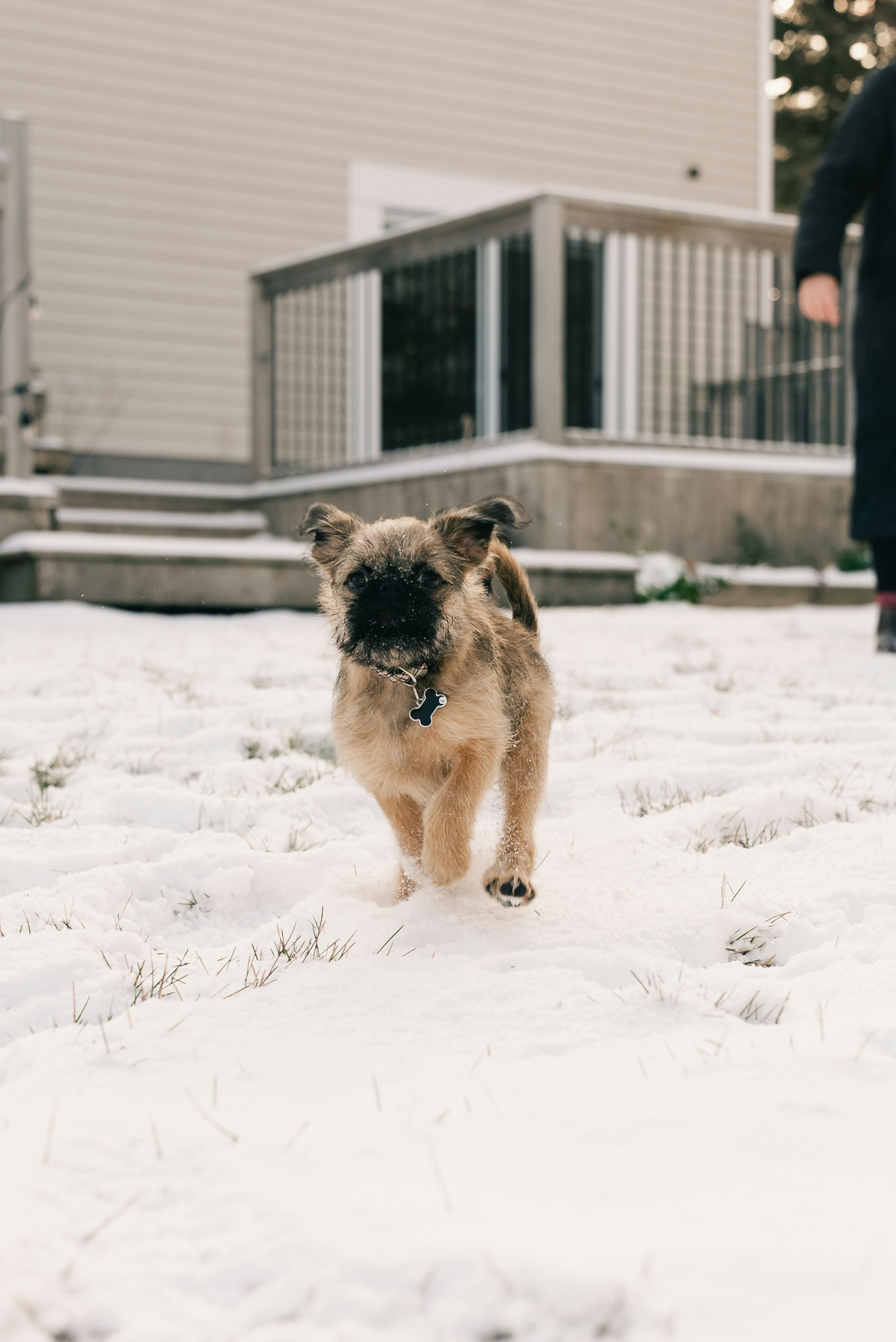 Un perro pequeño corre por la nieve.