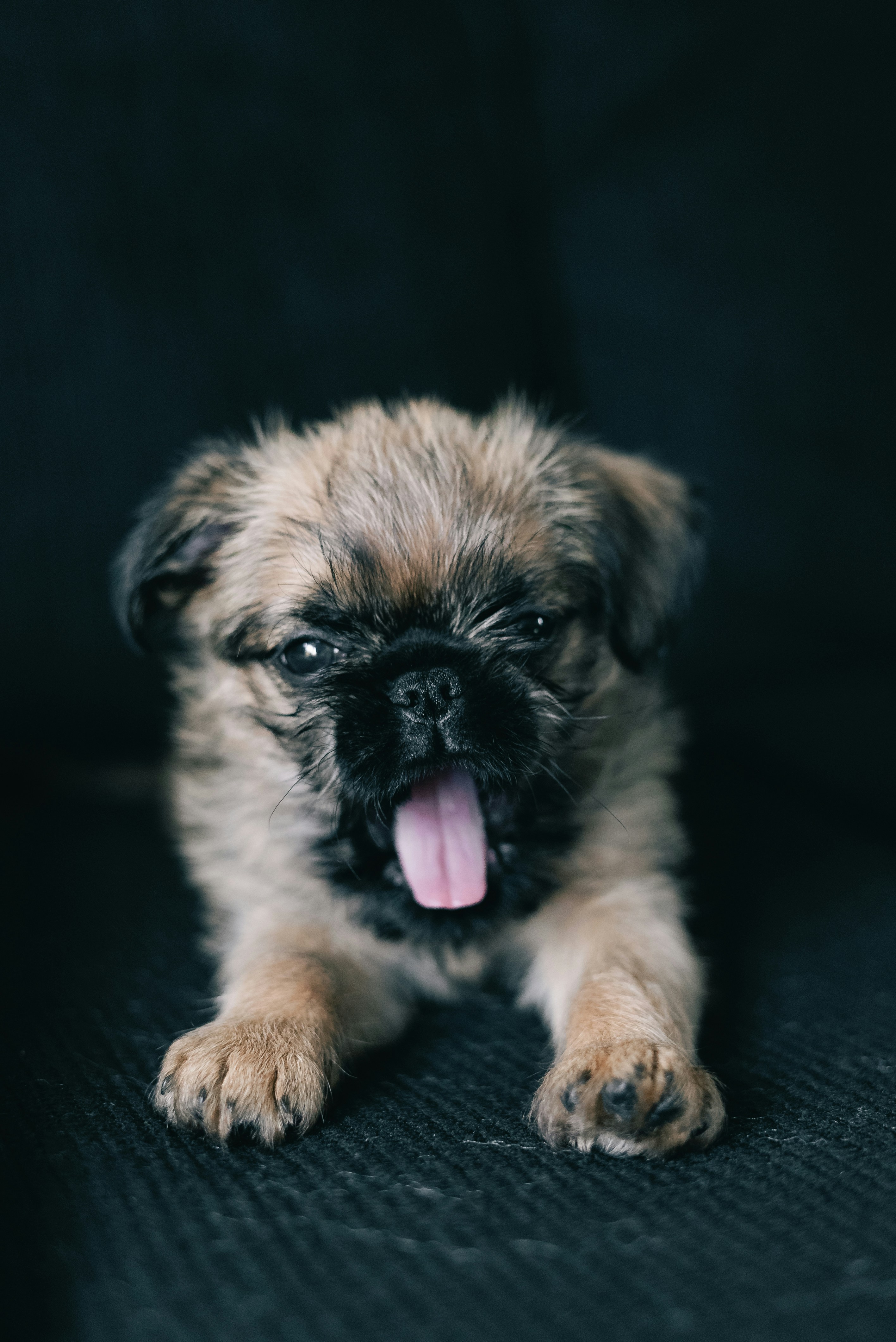 Un pequeño cachorro peludo bosteza ampliamente sobre un fondo oscuro.