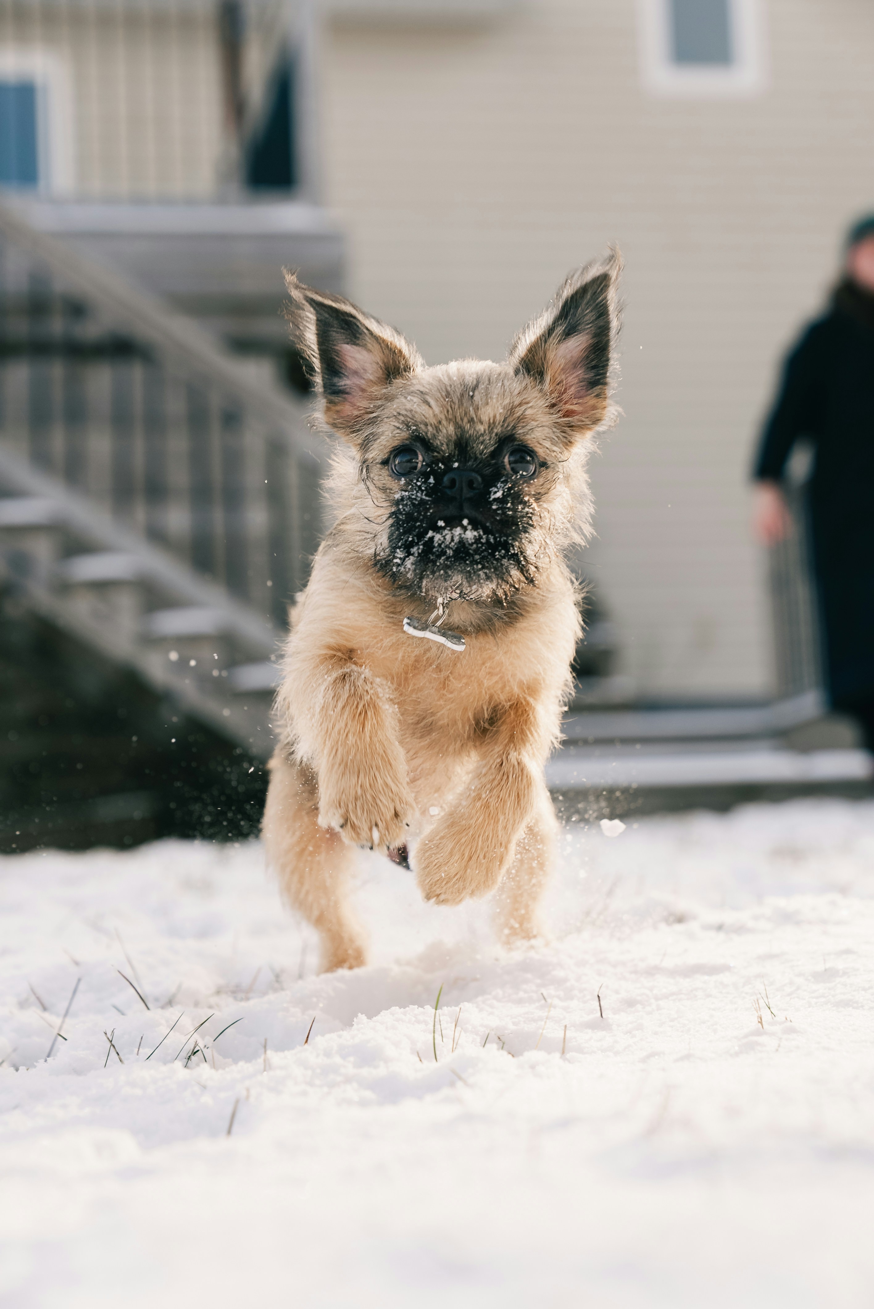 Un perrito pequeño corriendo por la nieve