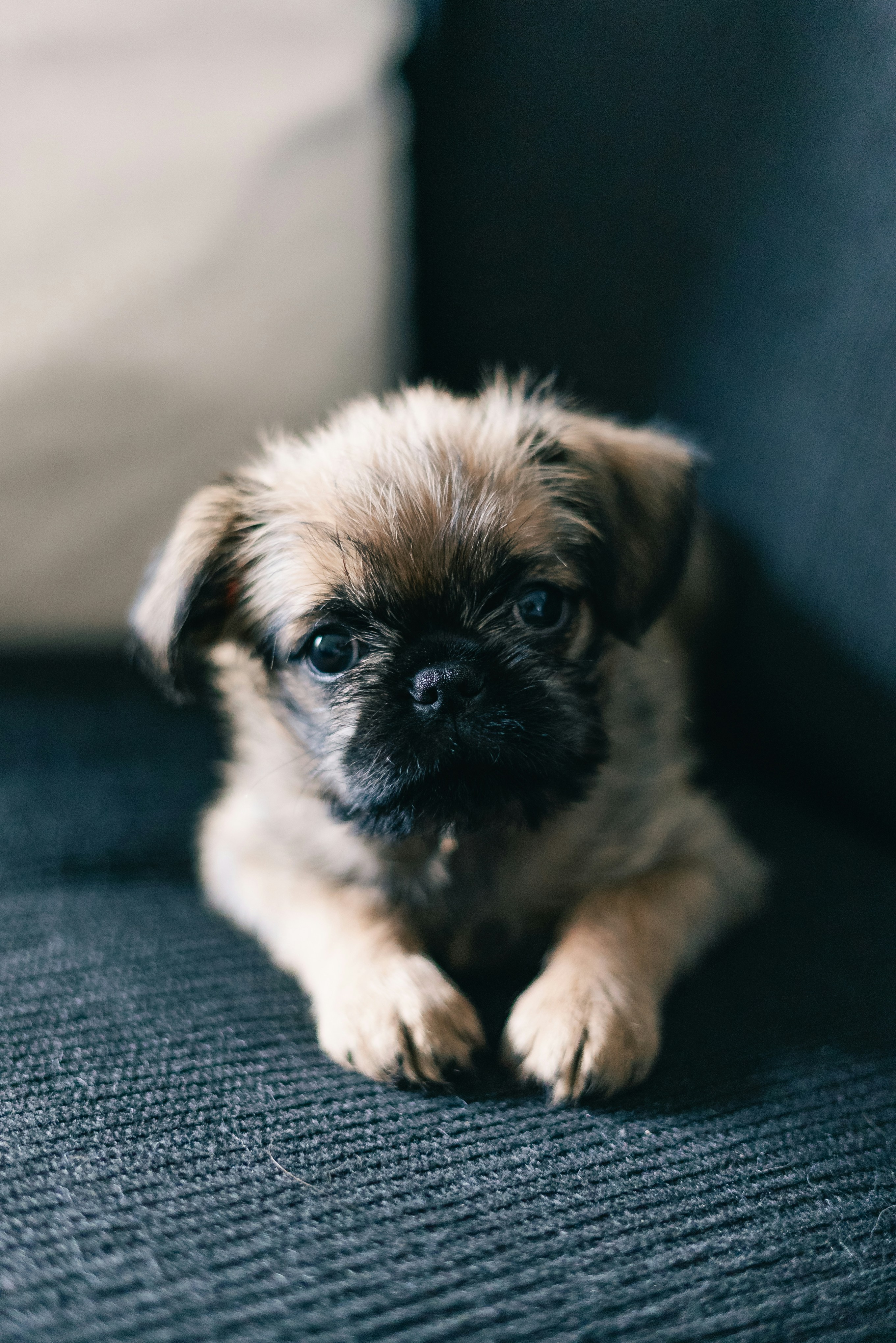 Un pequeño cachorro peludo tumbado en un sofá oscuro.