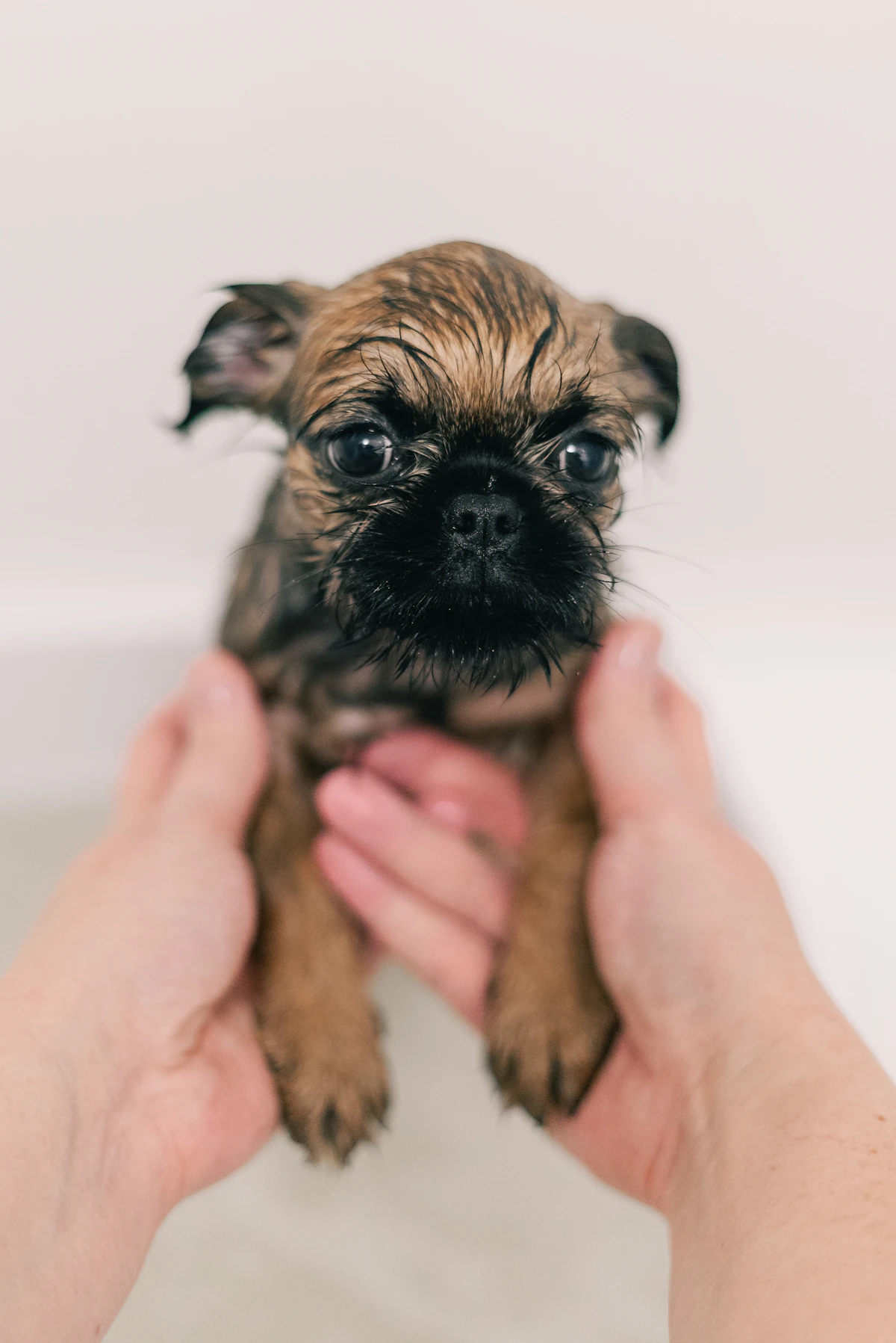 Hands gently holding a wet puppy during bath time at a grooming session